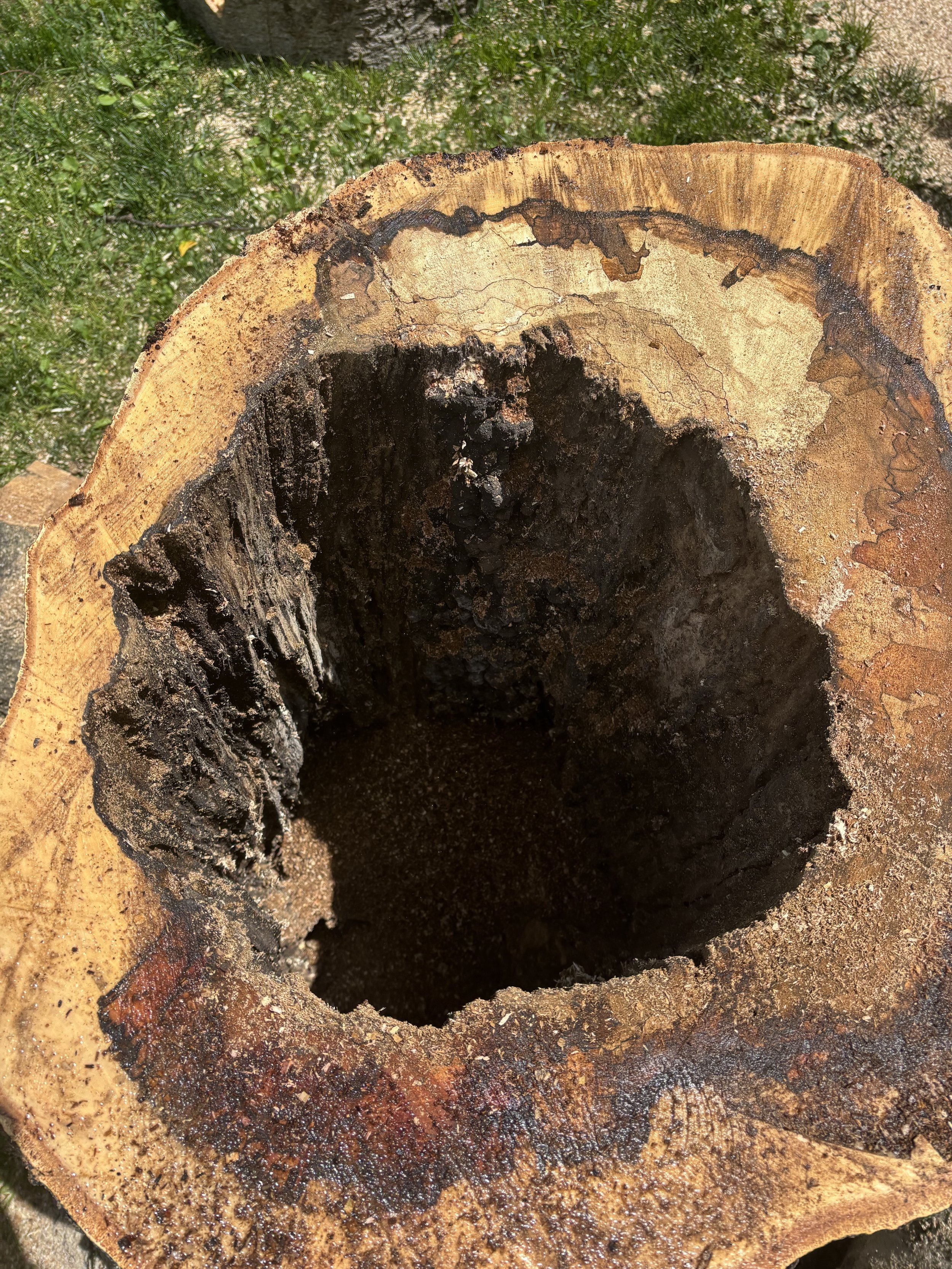 The Silent Killer Beneath Your Tree: Understanding Brittle cinder fungus (Kretzschmaria deusta)