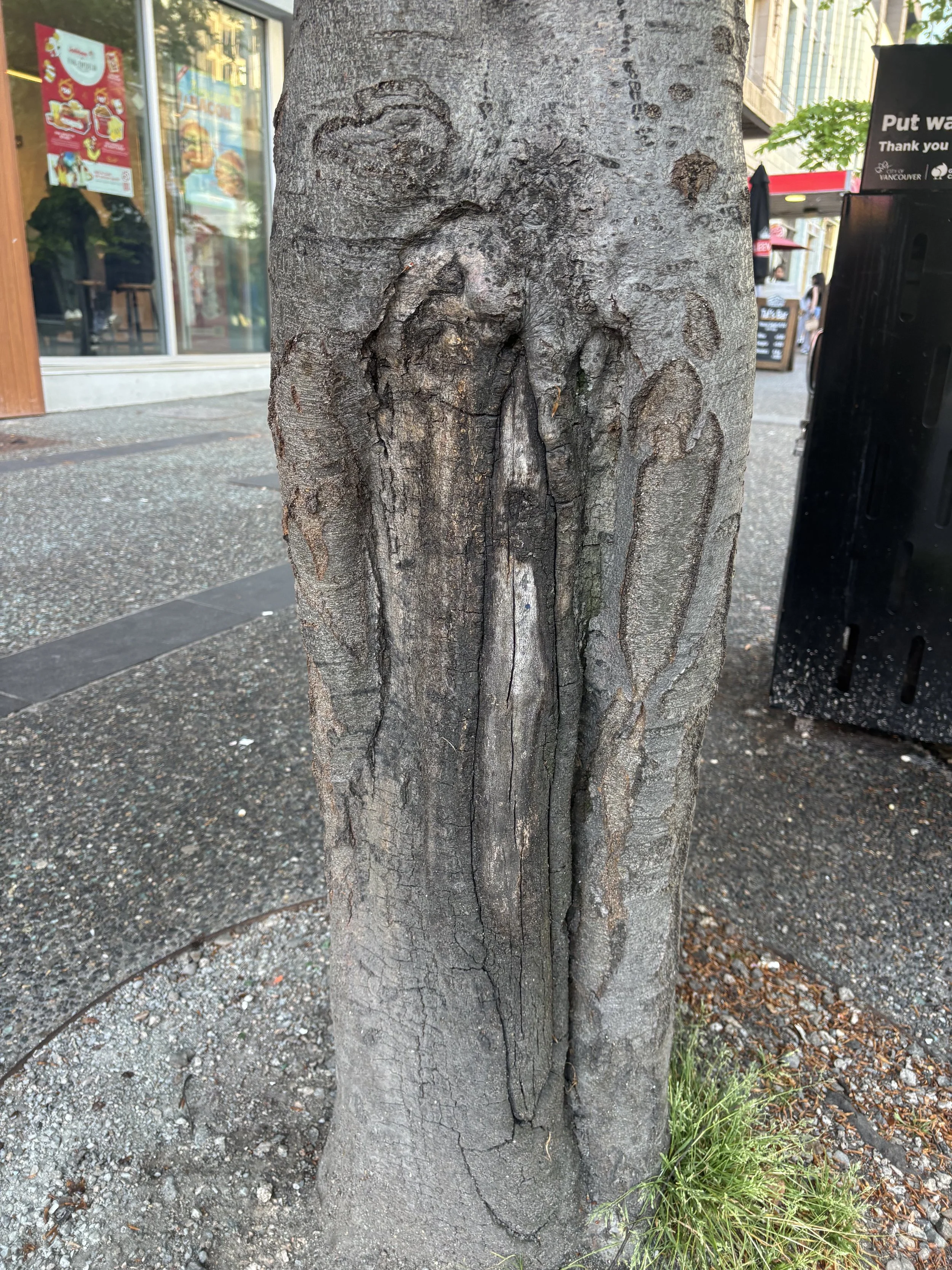 Woundwood: How Trees Heal and Why It Matters