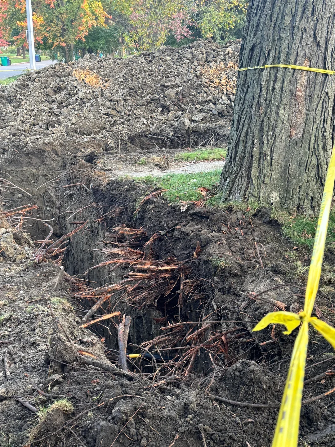 How Construction Kills Trees — and Why the Damage Often Goes Unnoticed