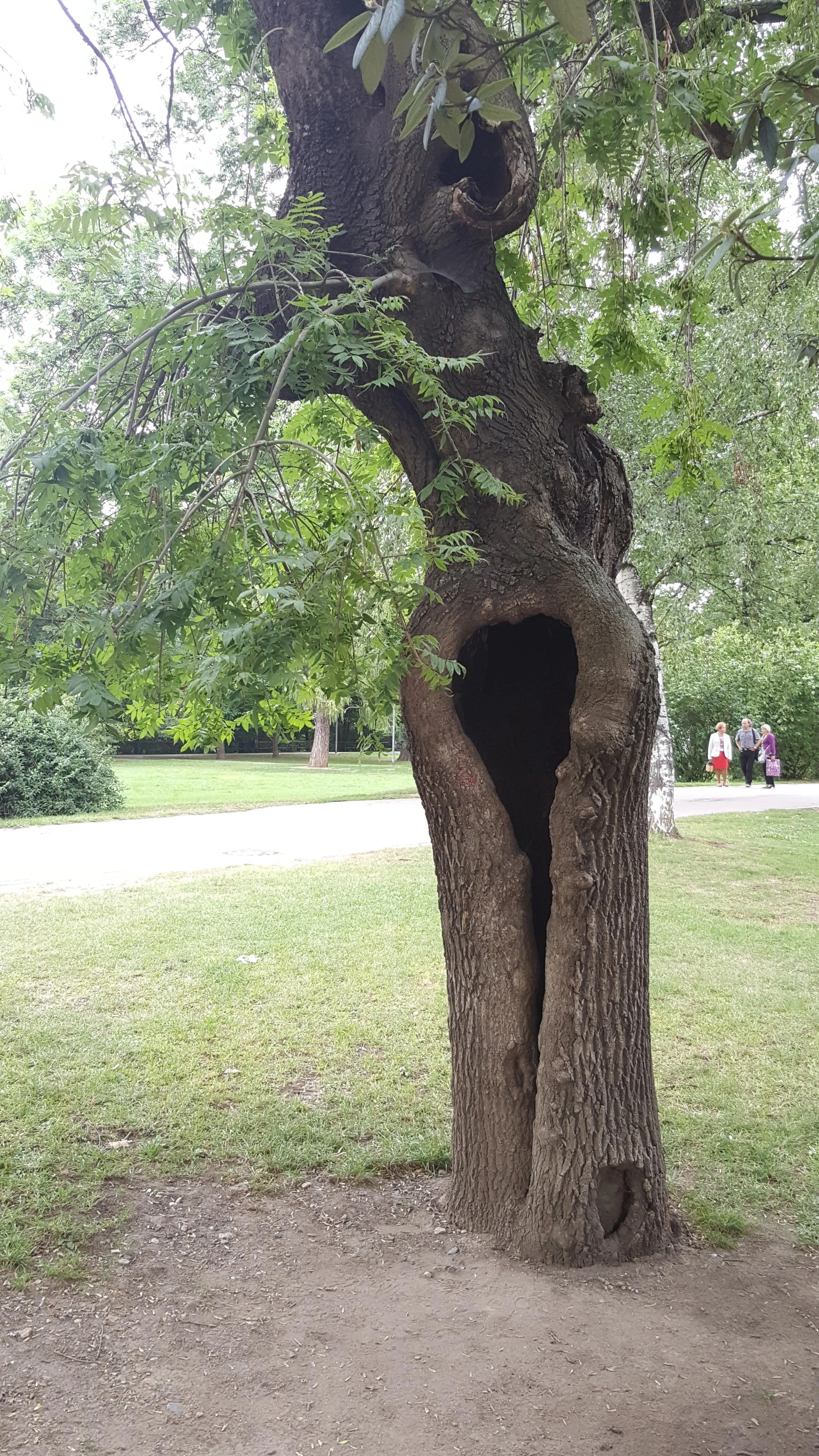 Hollow Doesn't Always Mean Hazard: What We Actually Look At Before Recommending Tree Removal