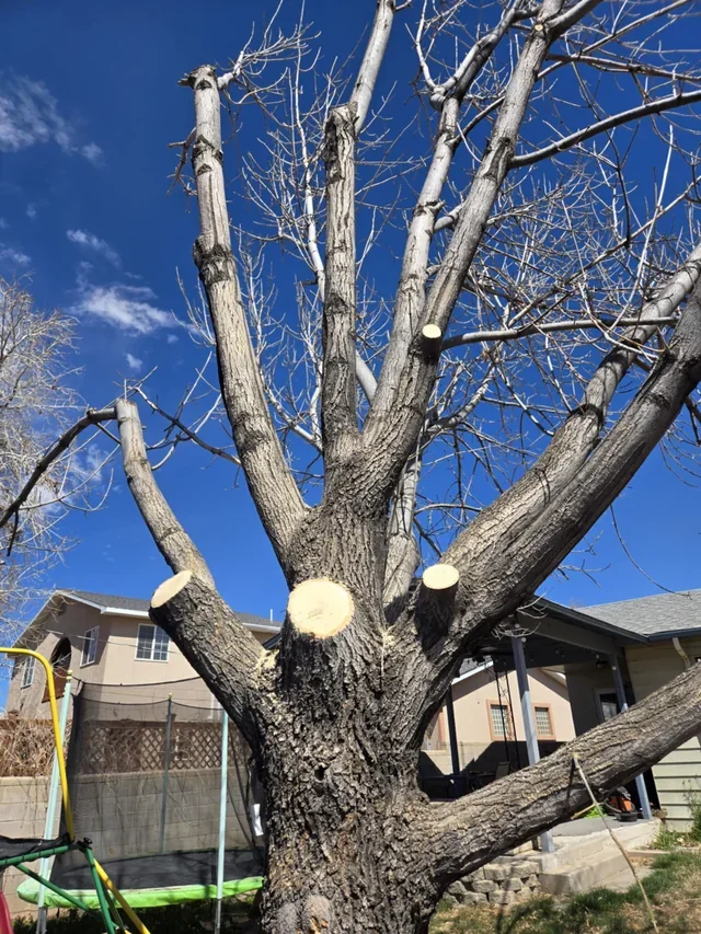 Why Hire a Certified Arborist? The True Cost of Cheap Tree Work
