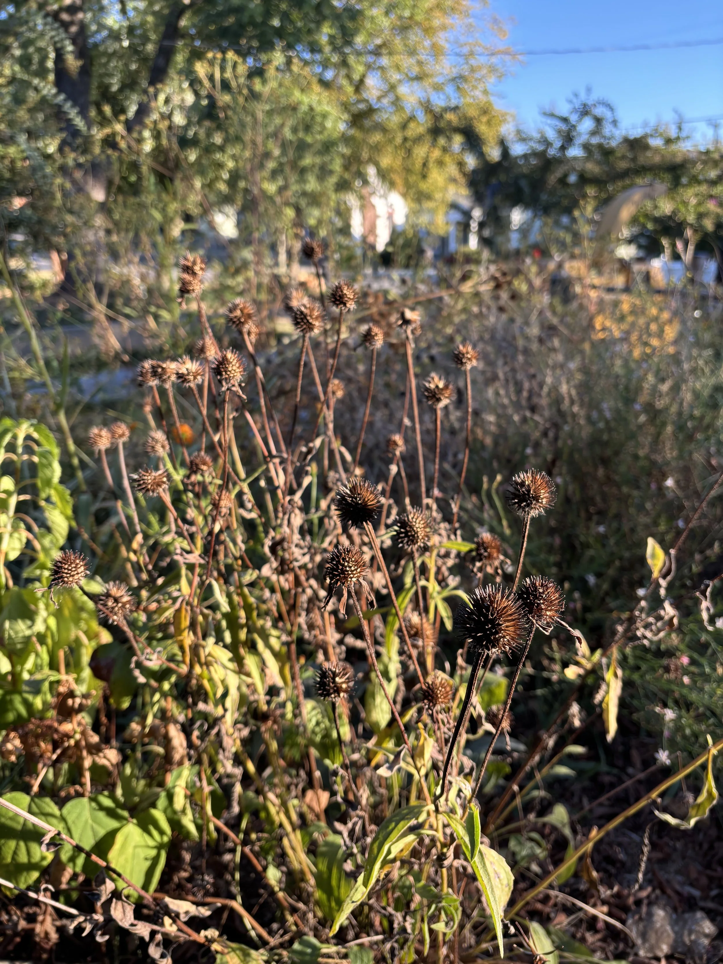 Leave the Seed Heads: The Beauty and Benefits of an Autumn Garden