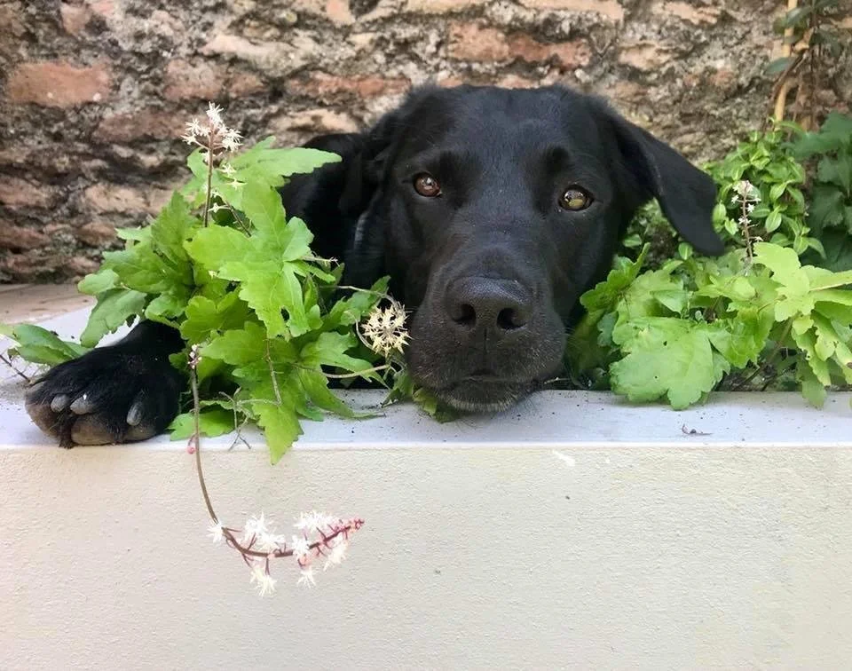 Tors, Stone Circles and Sore Paws  
