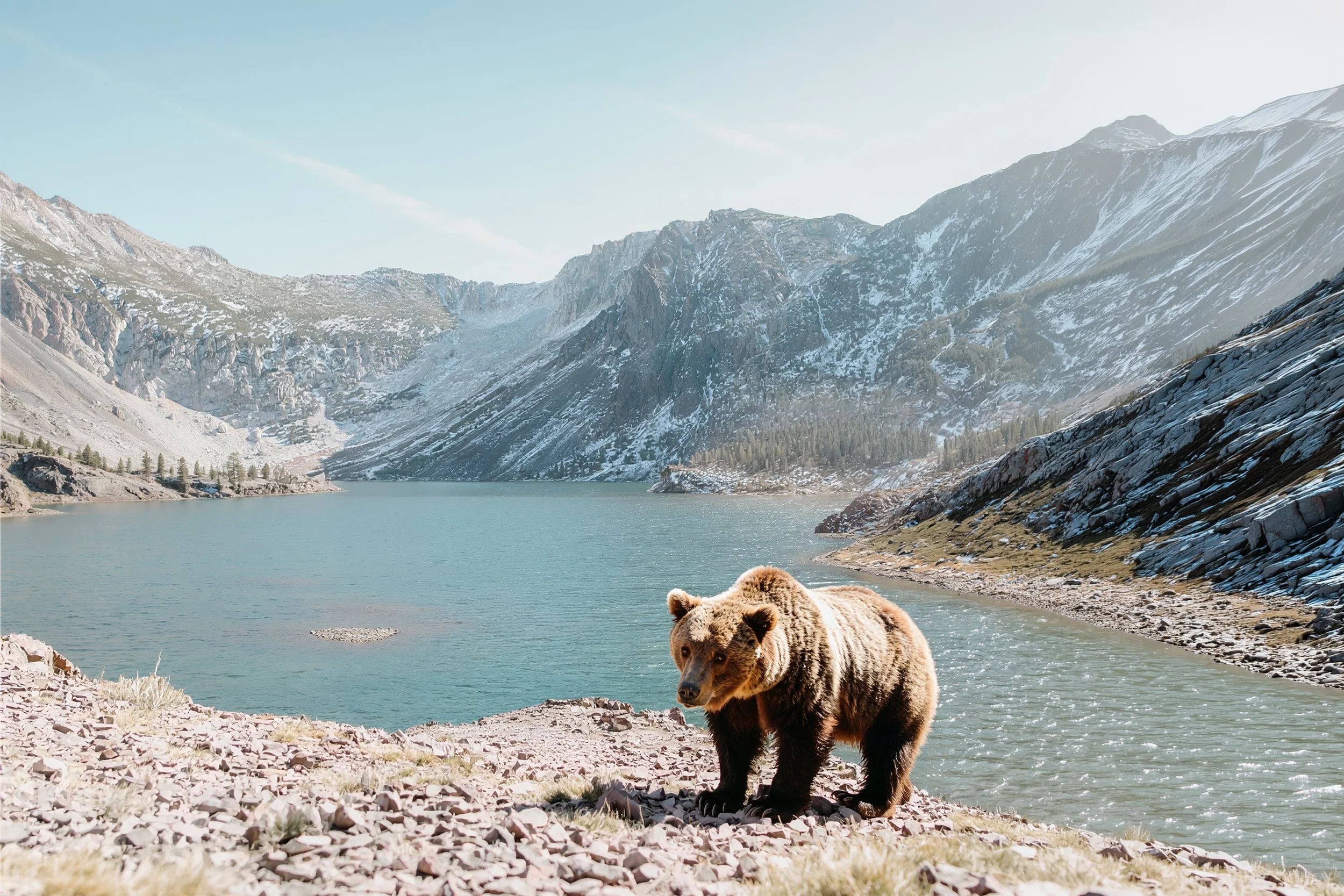 Bear at Yosemite National Park