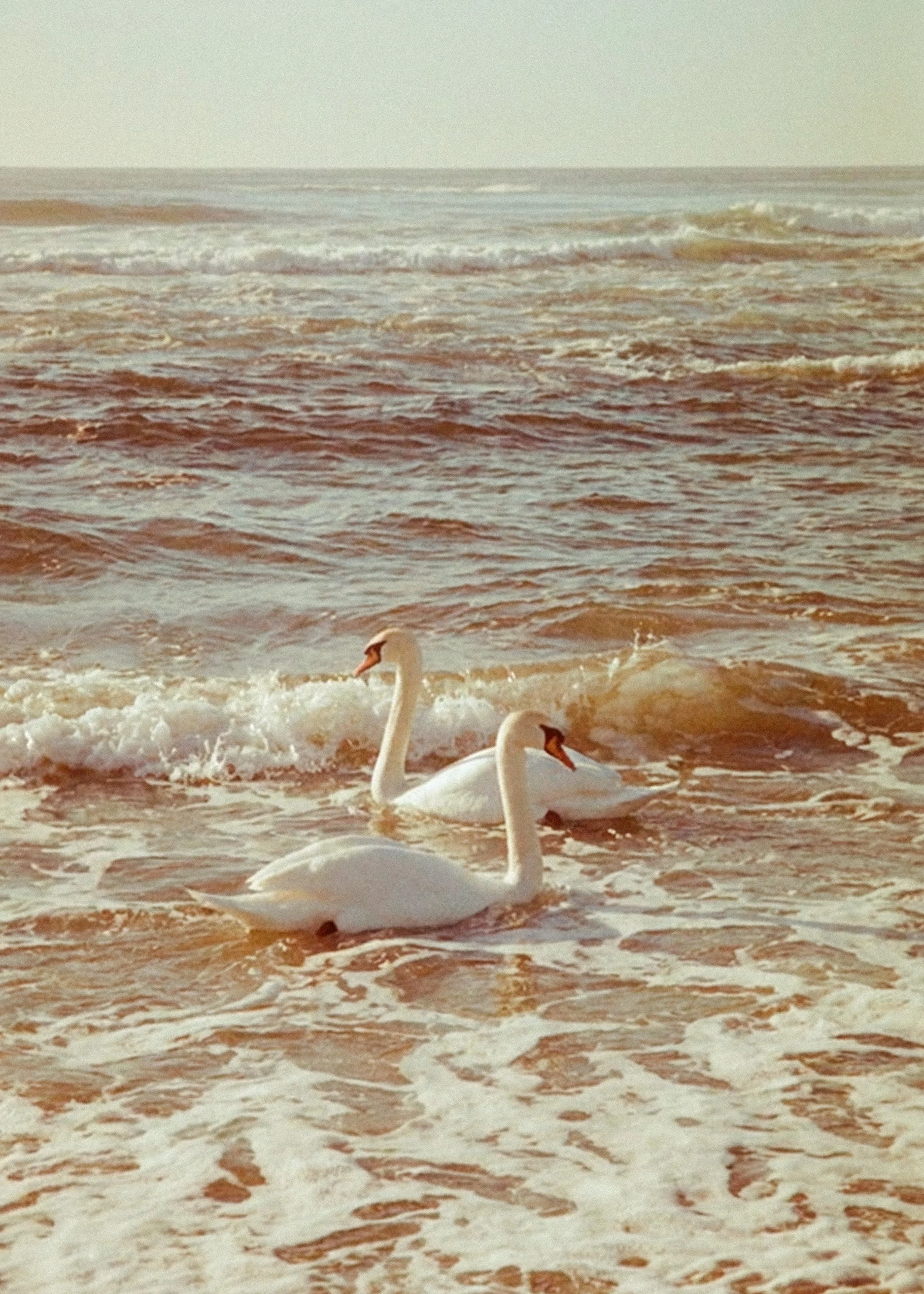 Swans in the Ocean