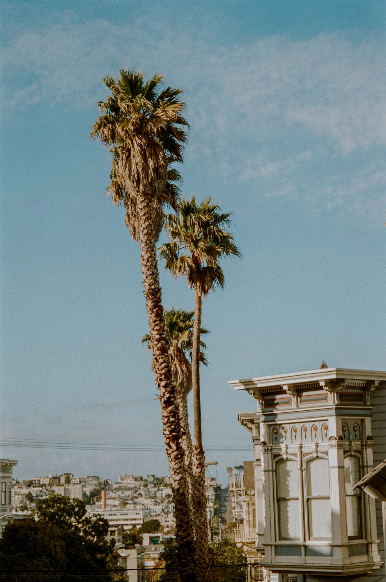 SF Victorian & Palms - 01