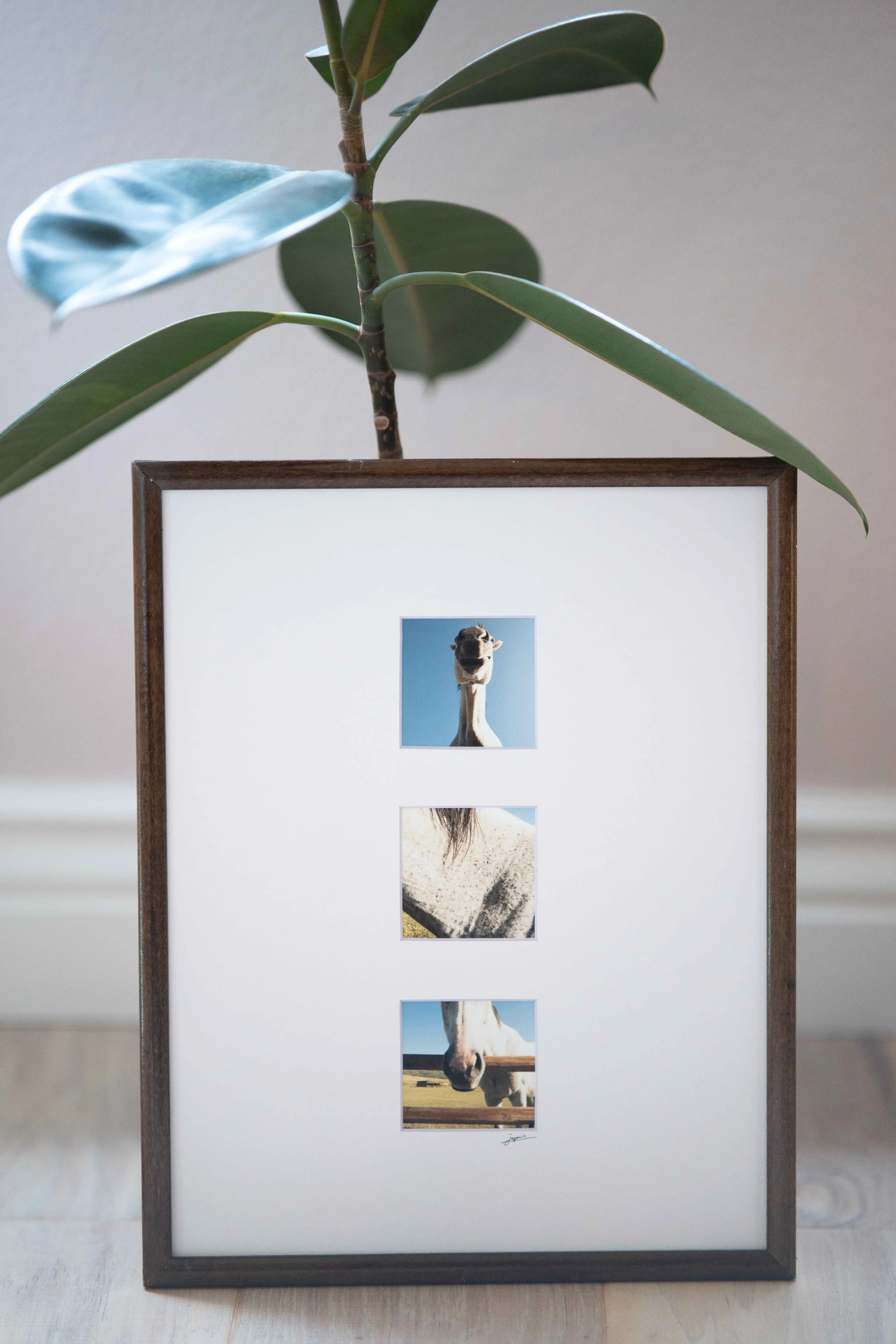 Small Images Trio - Horse No.1