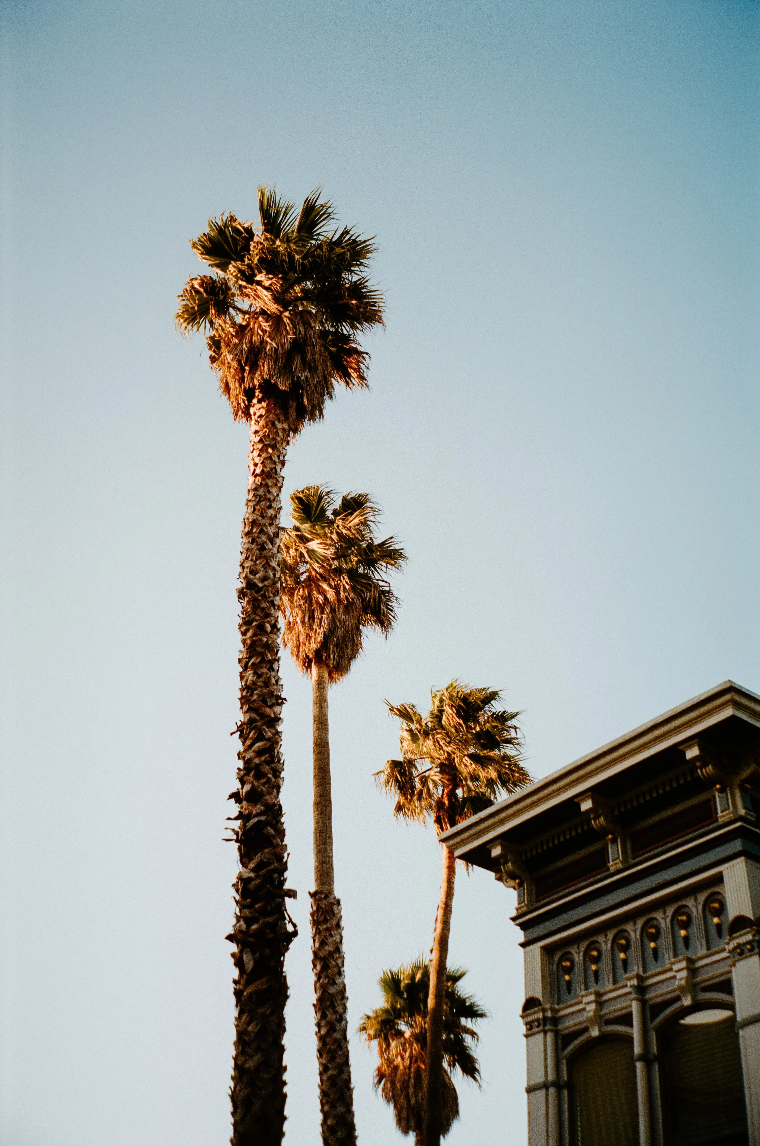 SF Victorian House - 4 Palm trees