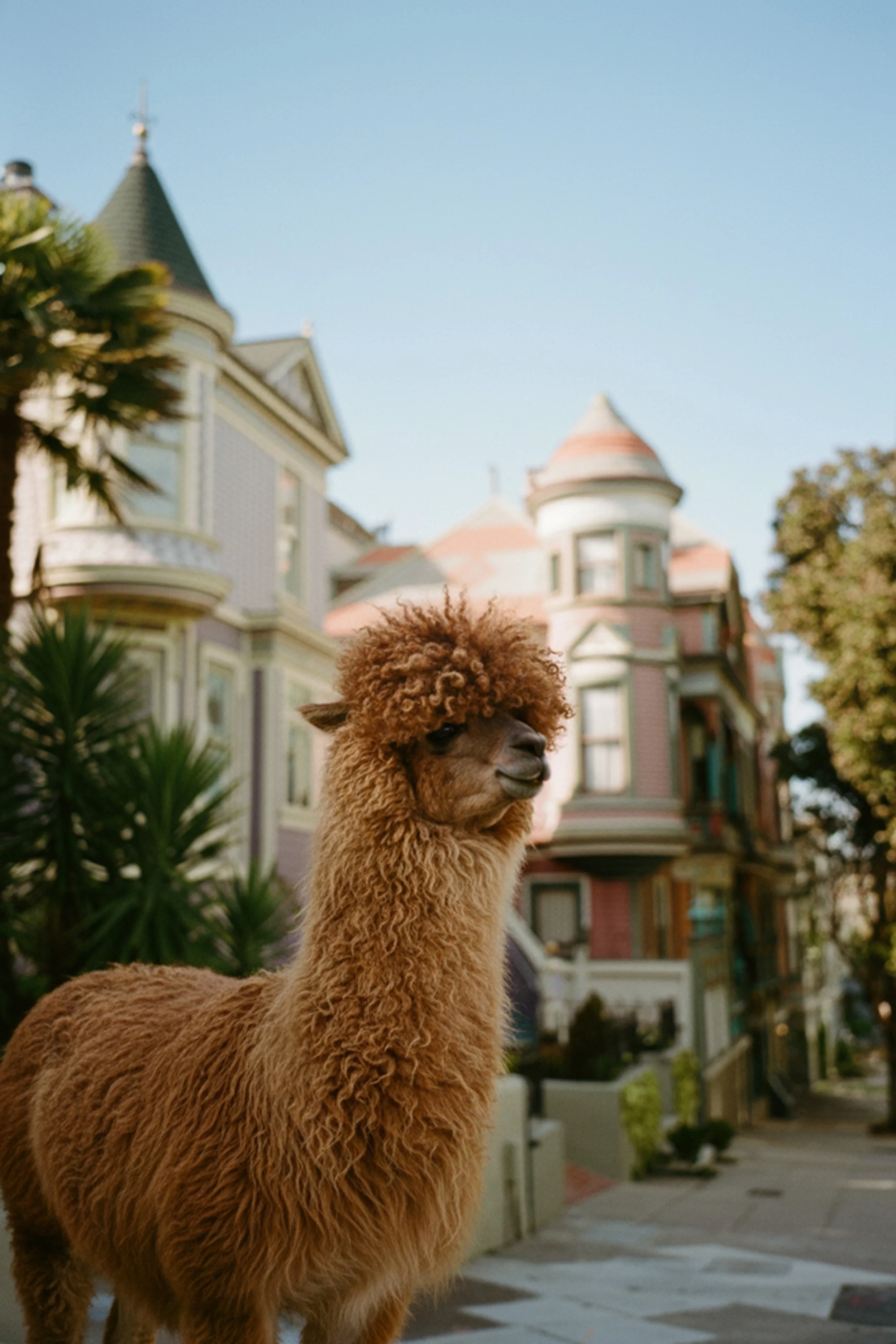 SF Victorian House - llama