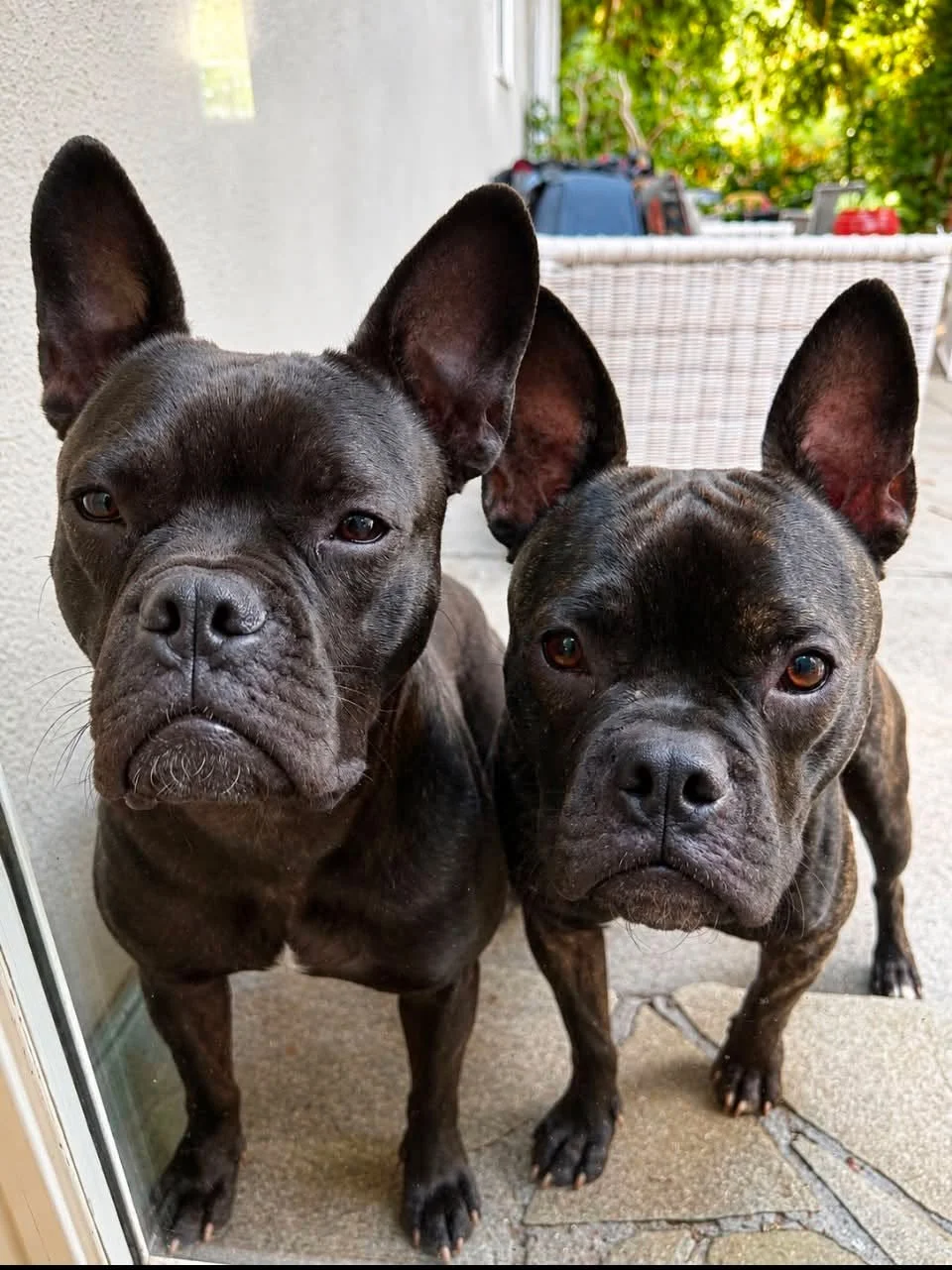 Kobe and Bodie 💕
Pups are almost 2 years old and crazy as ever