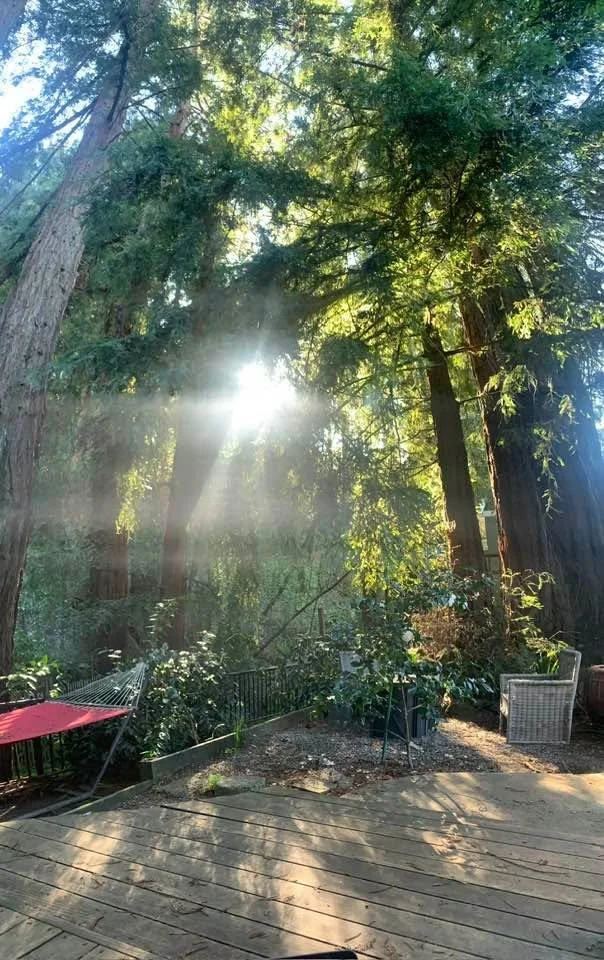 🙏 🌲