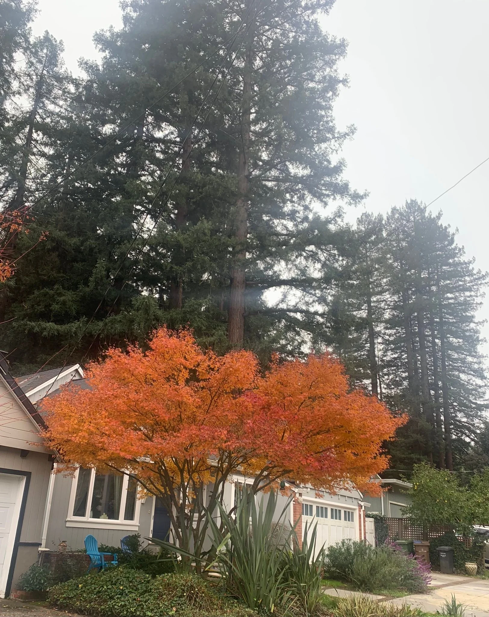 Showcasing our majestic Maple - I love this tree so much! 
The colors right now are stunning. 🍁💕