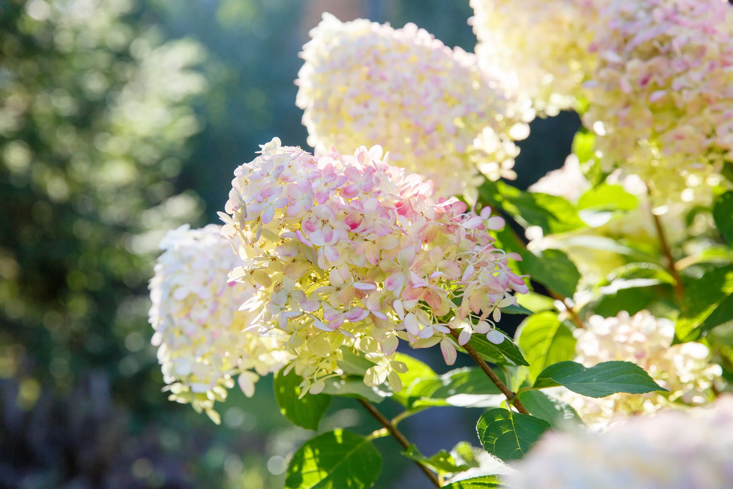 stephen-fuller-inc-pink-hydrangea.jpeg