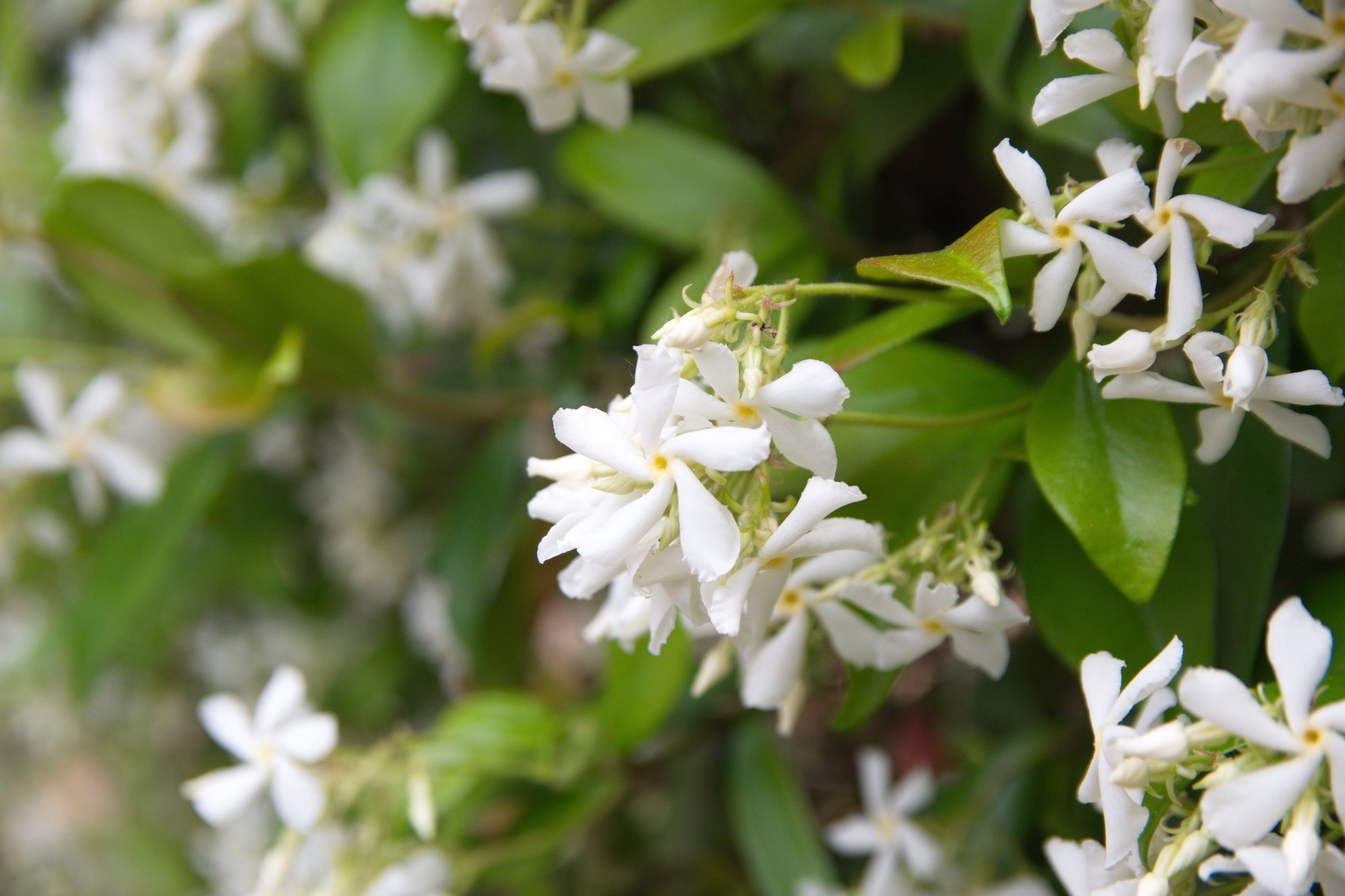 AdobeStock_1562518178.jpeg