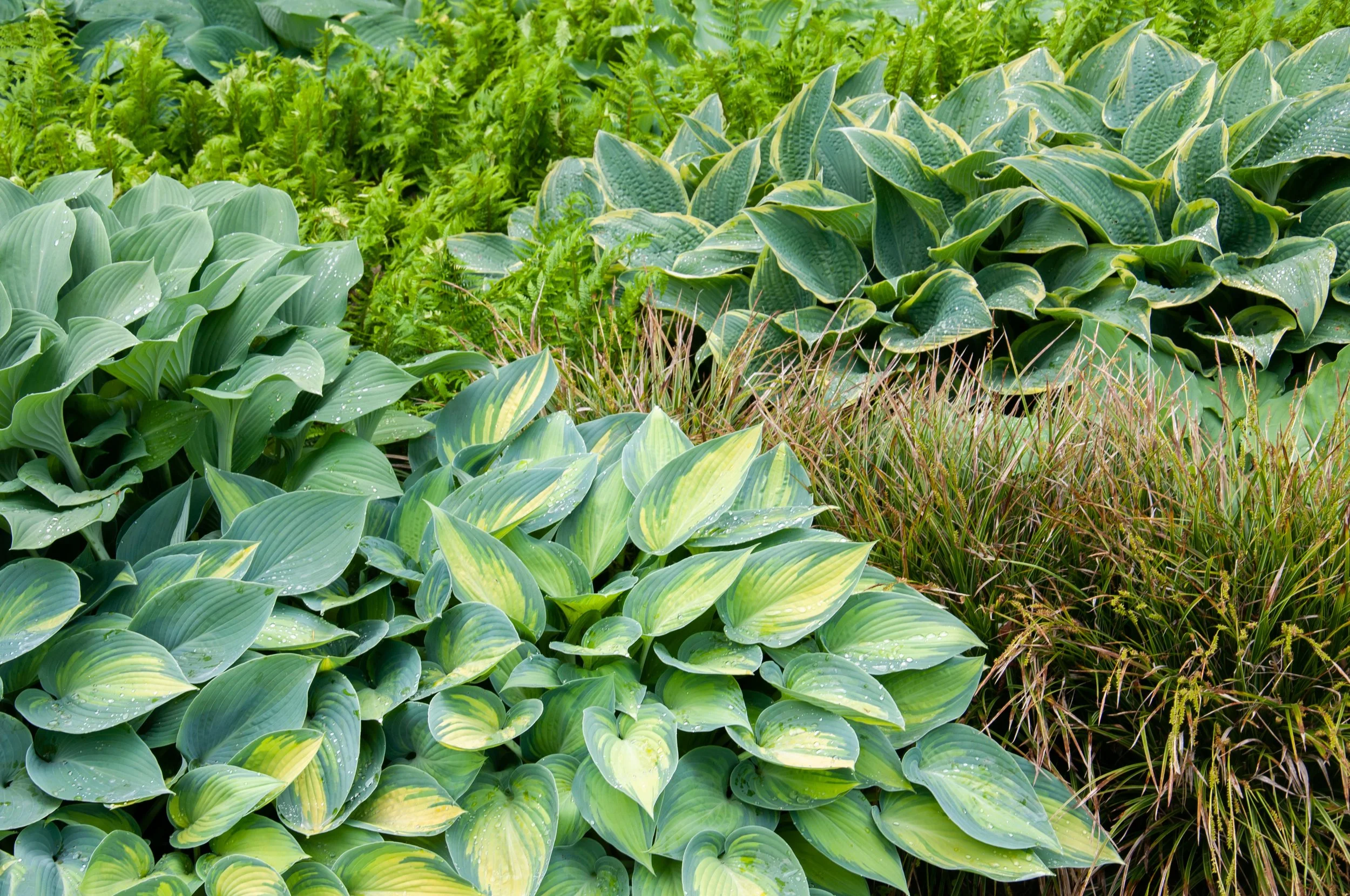 stephen-fuller-hosta-ferns.jpeg