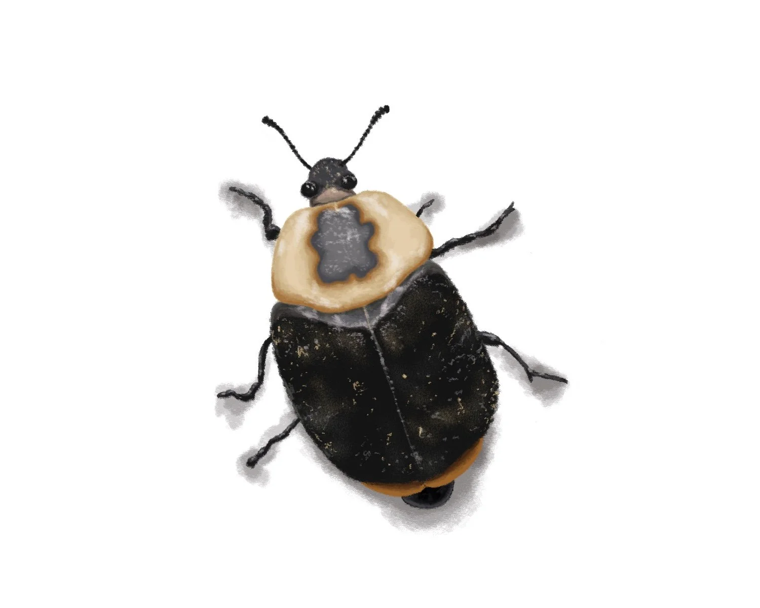 Carrion Beetle | Digital Illustration