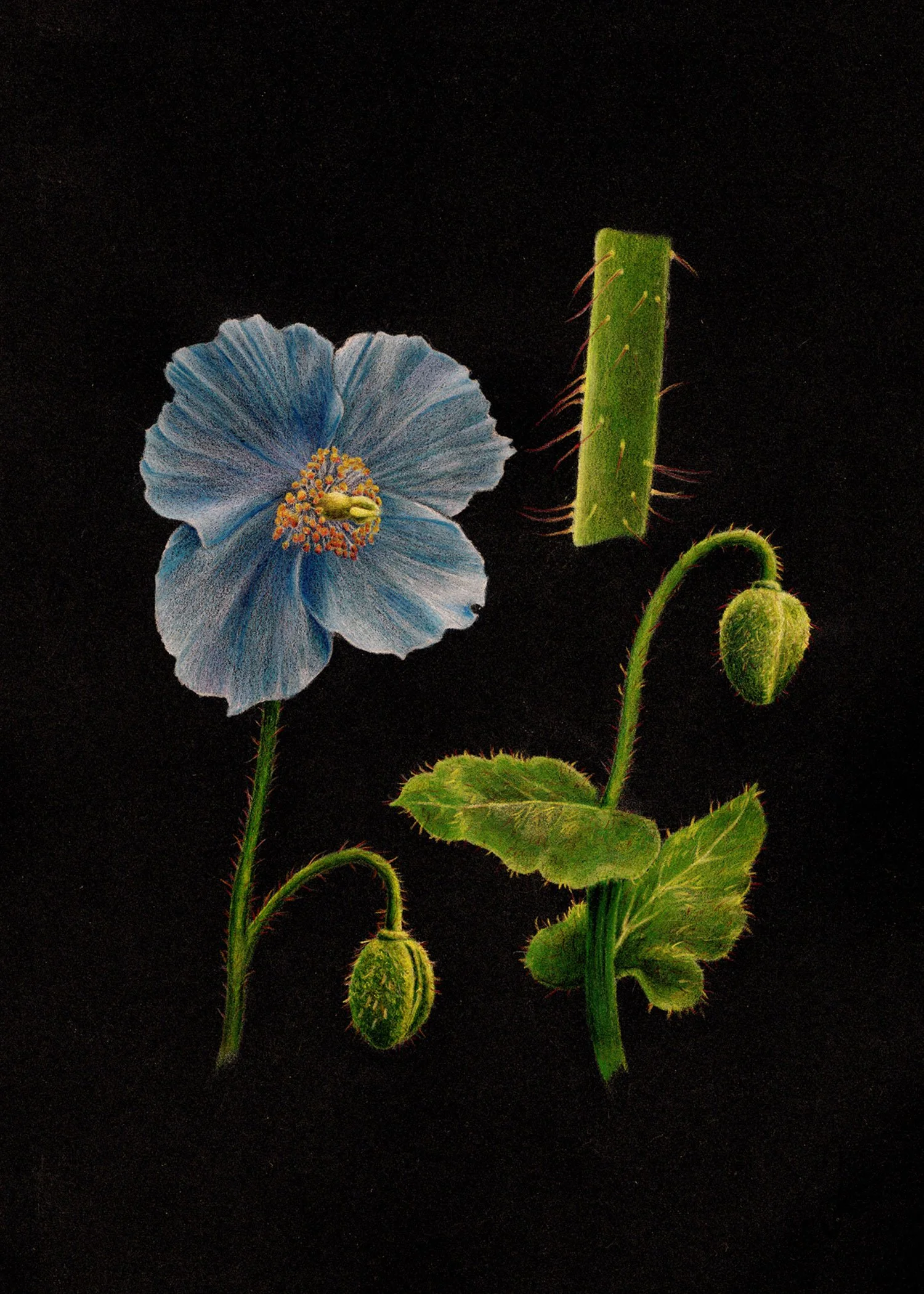 Himalyan Blue Poppy (Meconopsis betonicifolia) | 2021