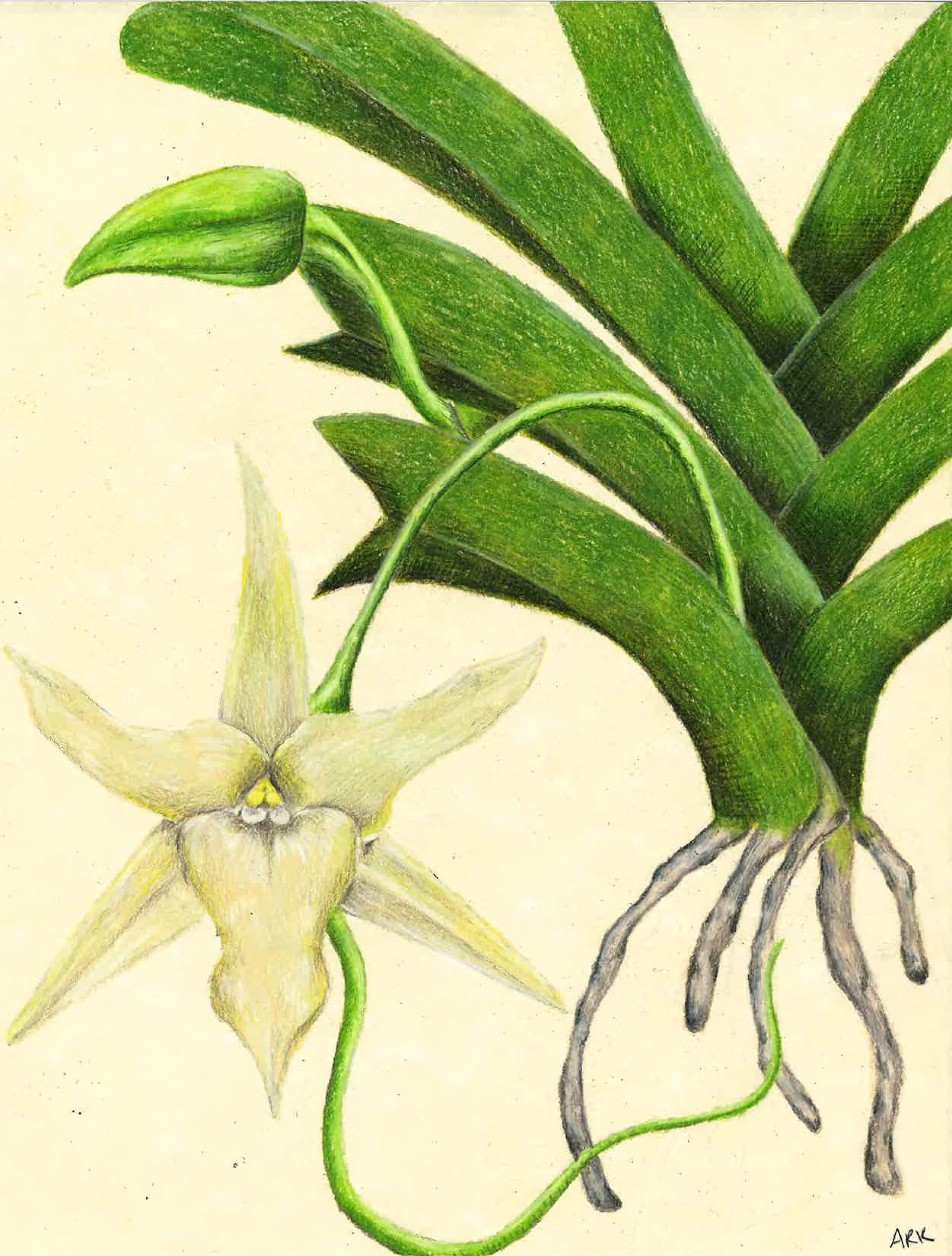 Darwin orchid (Angraecum sesquipedale) | Colored Pencil | 2023