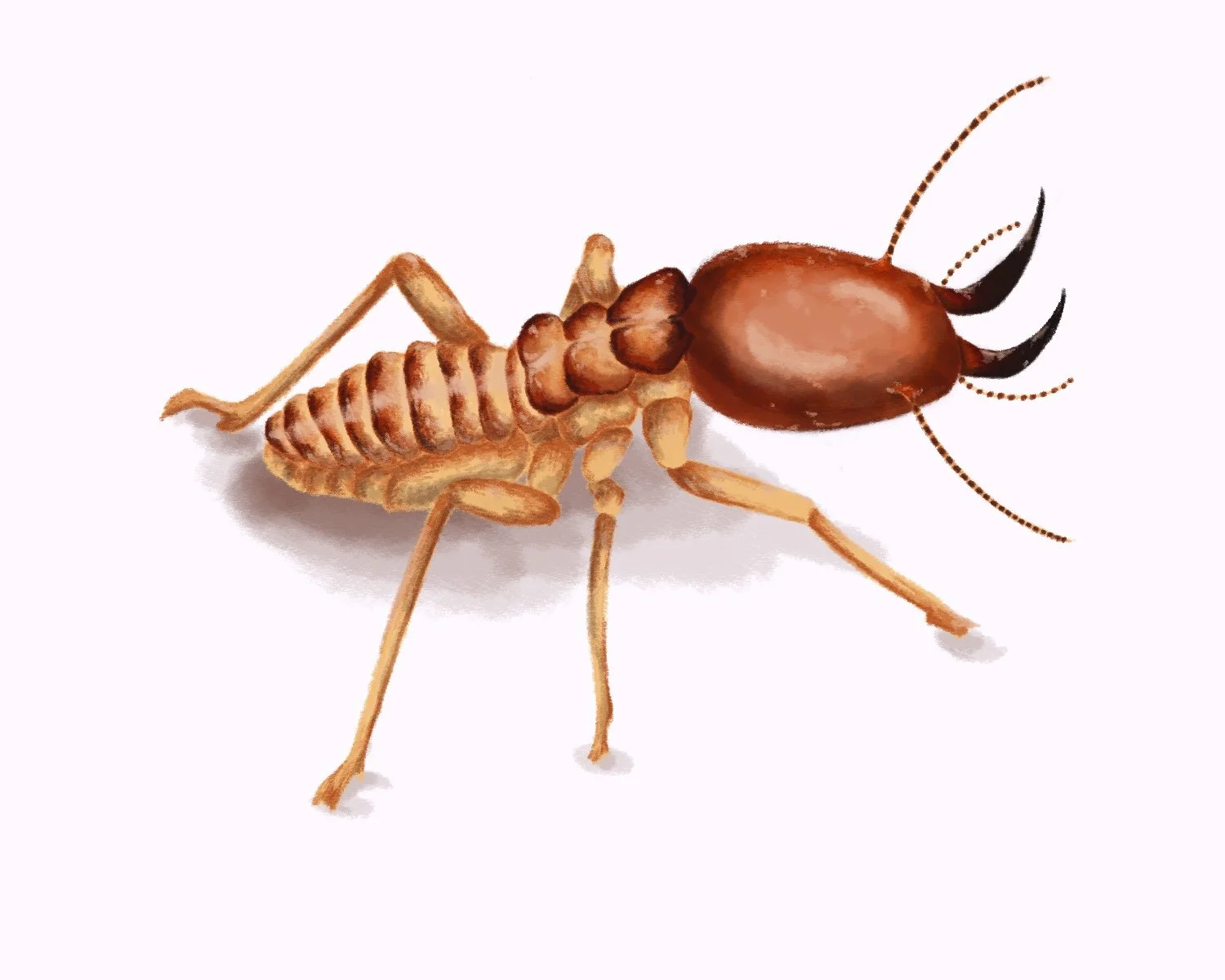 Termite | Digital Illustration 