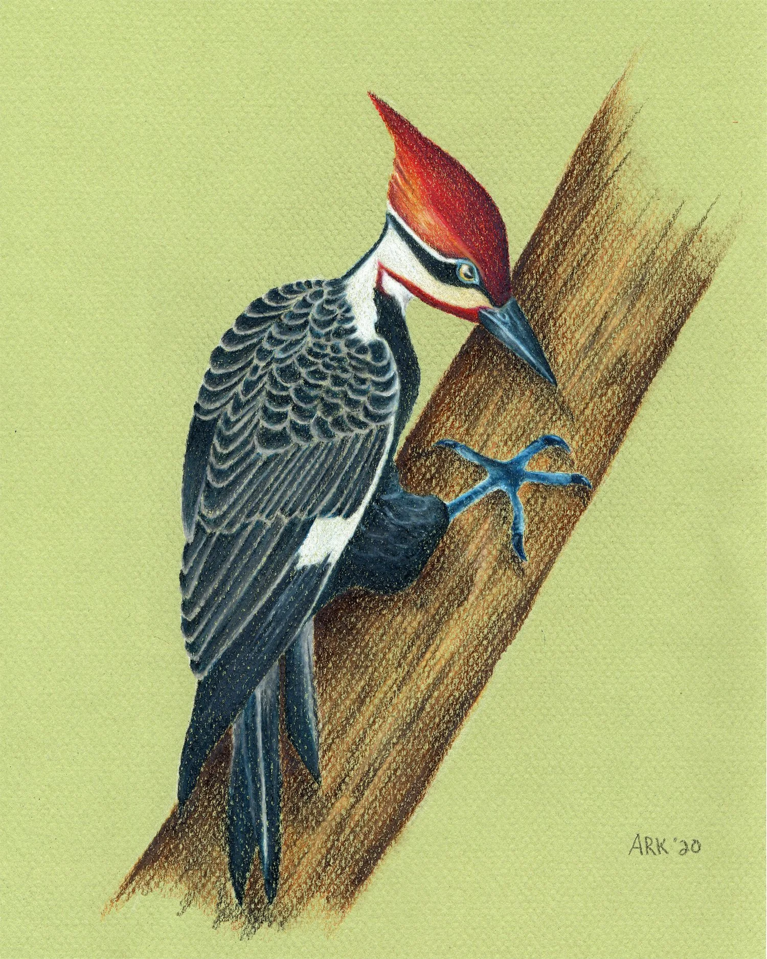 Pileated Woodpecker | 2021