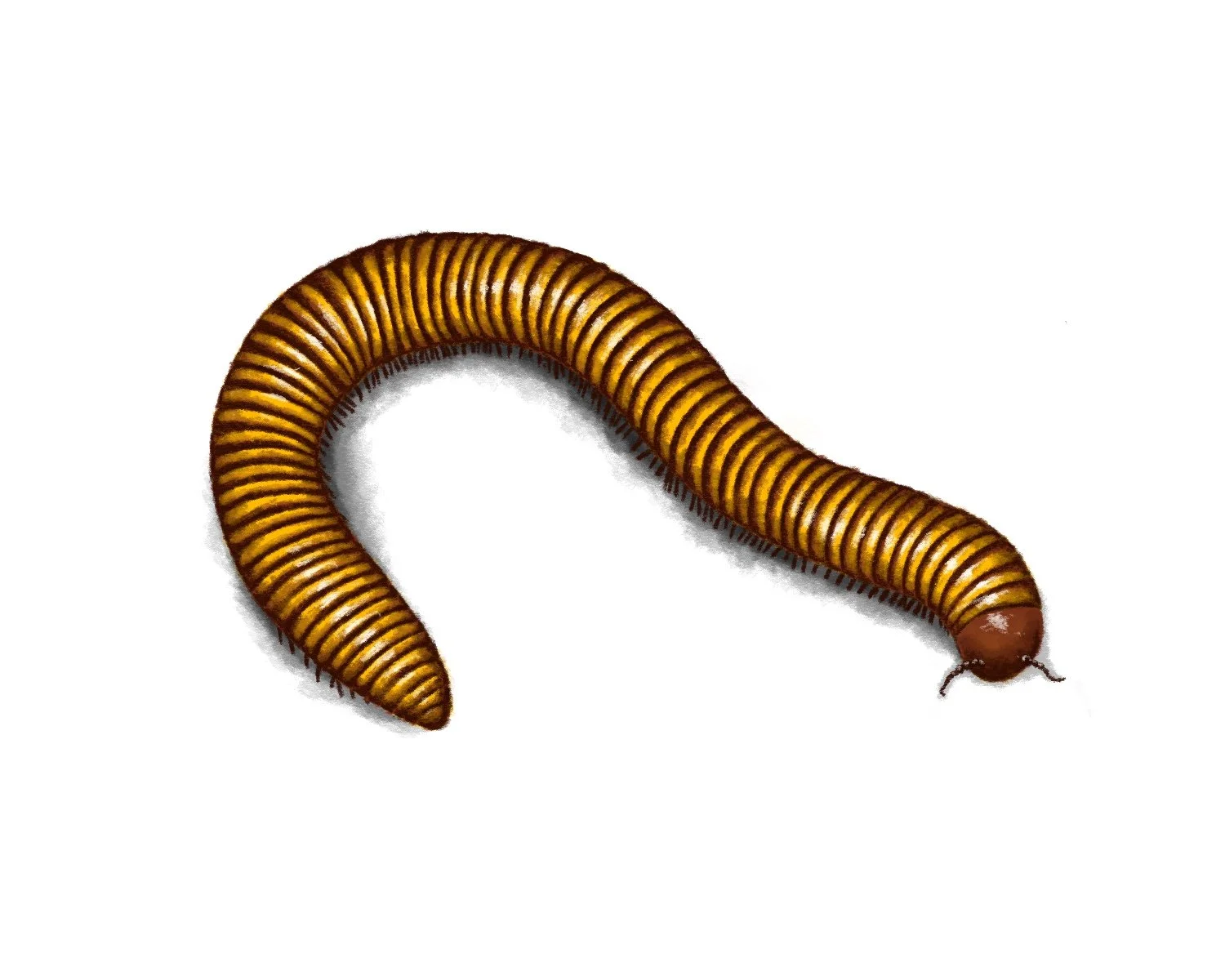 Millipede | Digital Illustration 