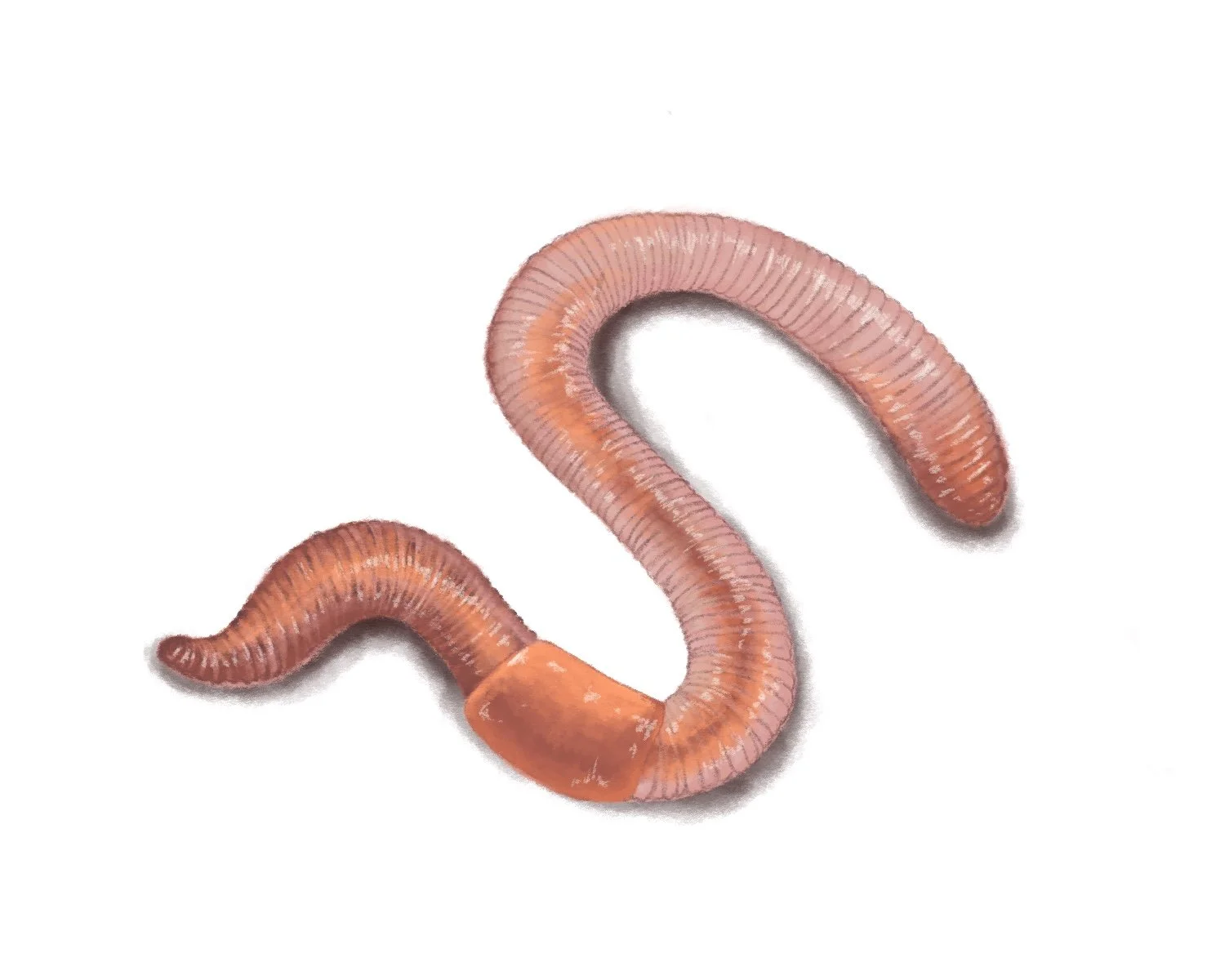 Earthworm | Digital Illustration 