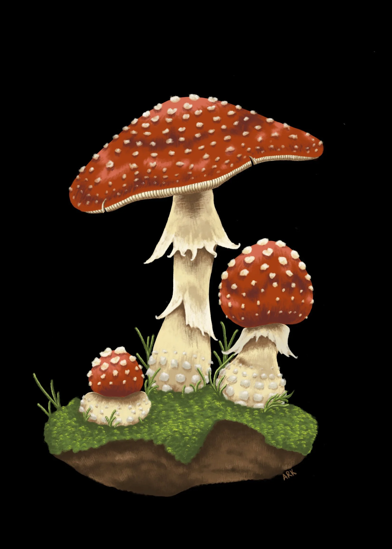 Amanita muscaria | 2021 