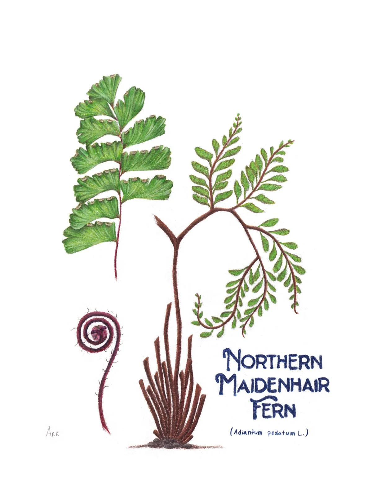 Northern Maidenhair Fern (Adiantum pedatum) | 2024