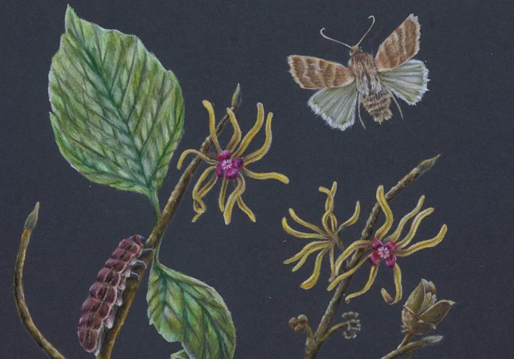 Colored Pencil Illustrations