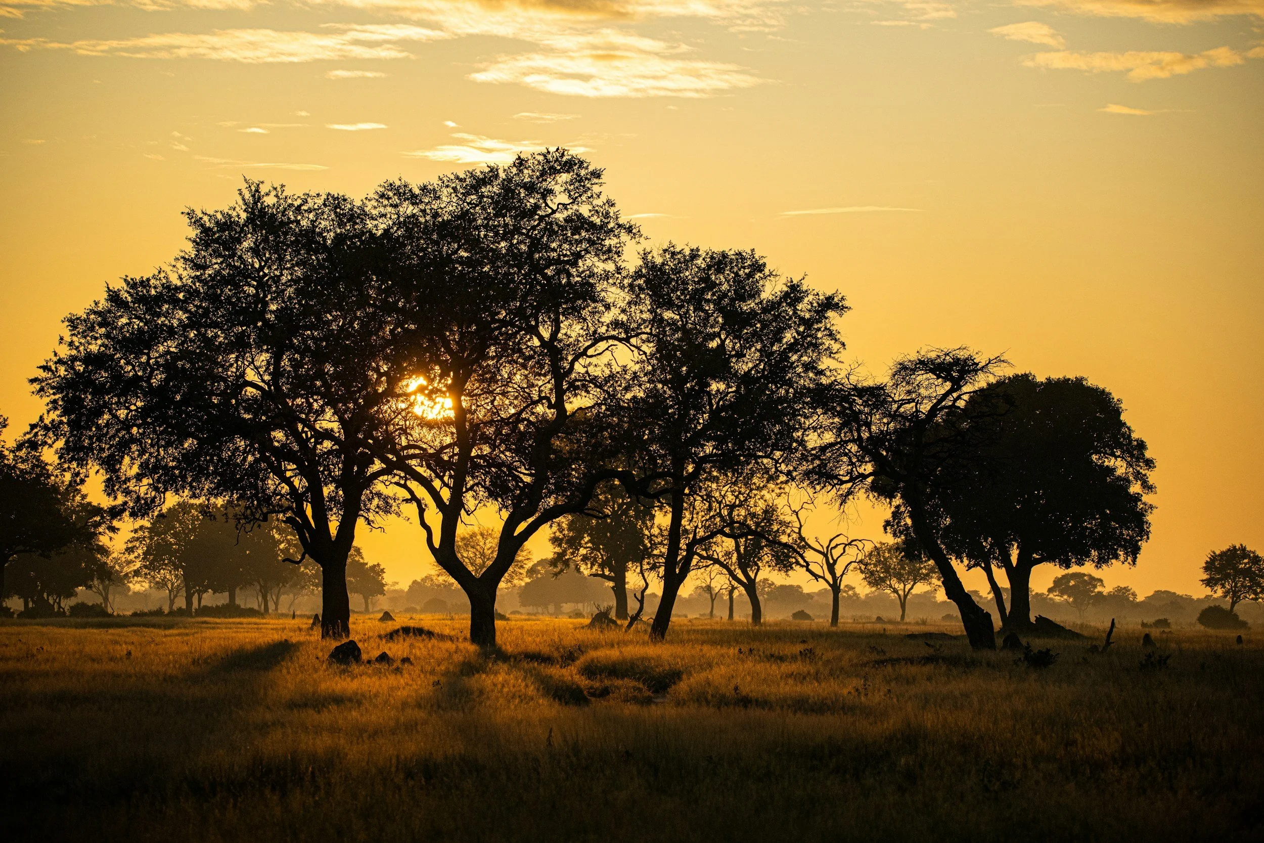A scenic sunset over an open savannah with silhouetted trees and tall grass.