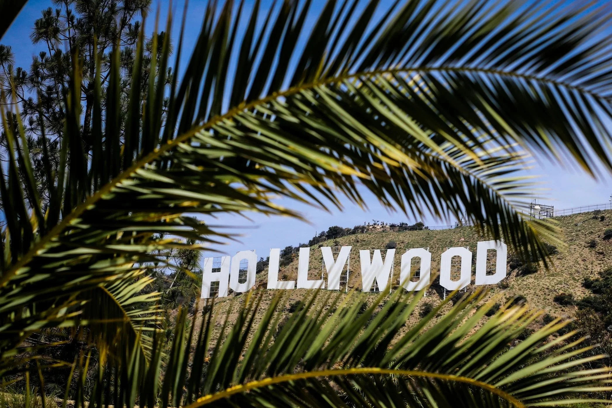 The famous Hollywood sign in Los Angeles viewed through palm frawns