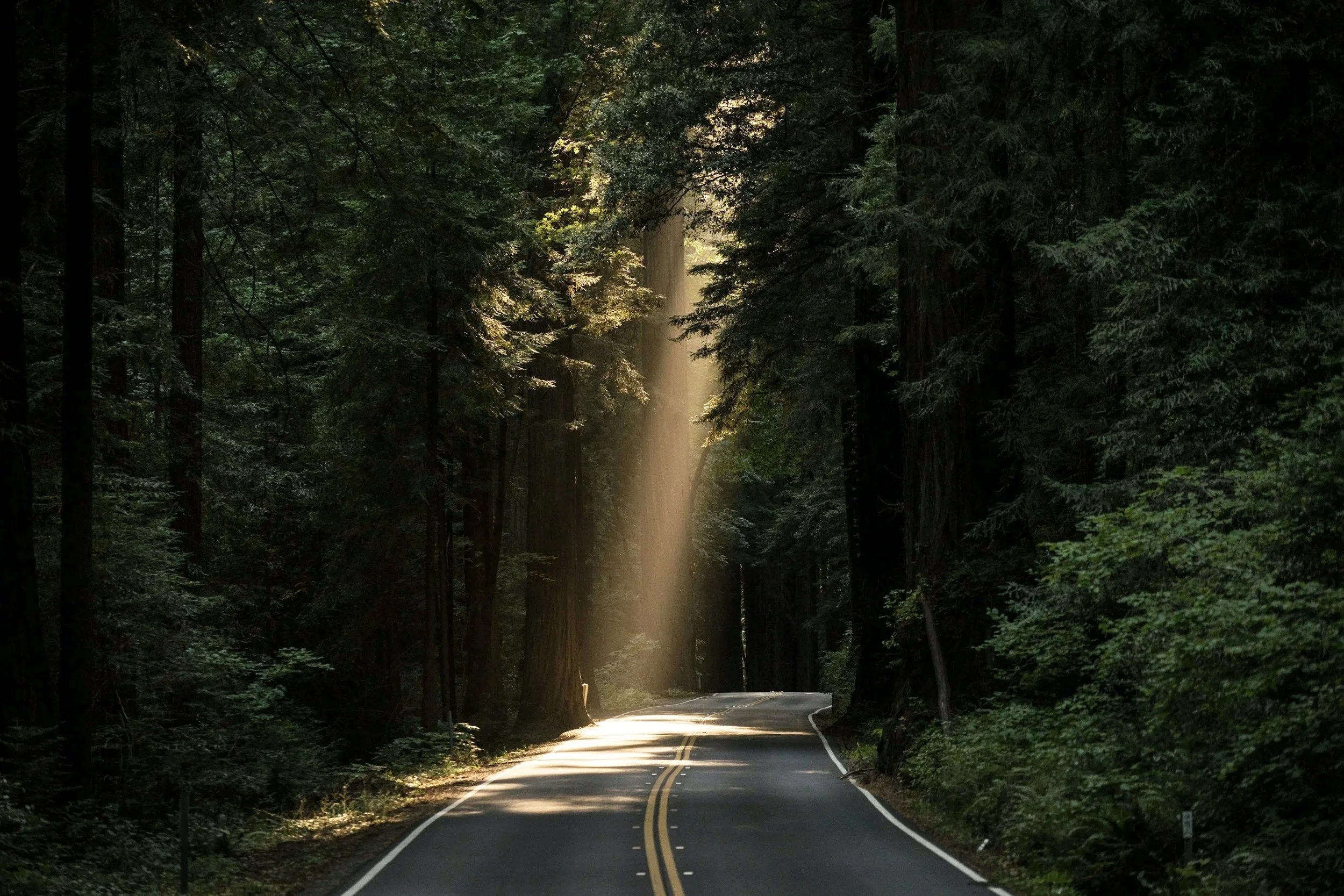 A winding road through a dense forest with tall trees on both sides, and sunlight streaming down through the canopy.