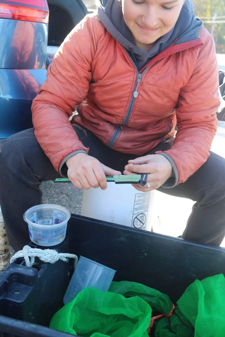 Manomet Conservation Sciences is a longtime partnership of midcoast clammers. Here, Fisheries Project Manager Jessie Batchelder measures quahog spat.