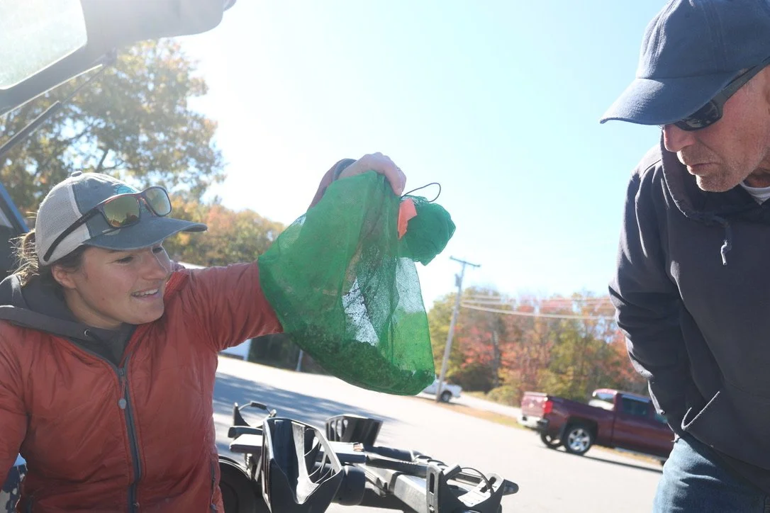 Jessie hands the quahog spat off to Phippsburg clammers, who will trek out onto the flats to "plant" the spat, a necessary part of this long-term research on the possibilities of future quahog harvests. Here, Troy McNeil takes a look at the spat.
