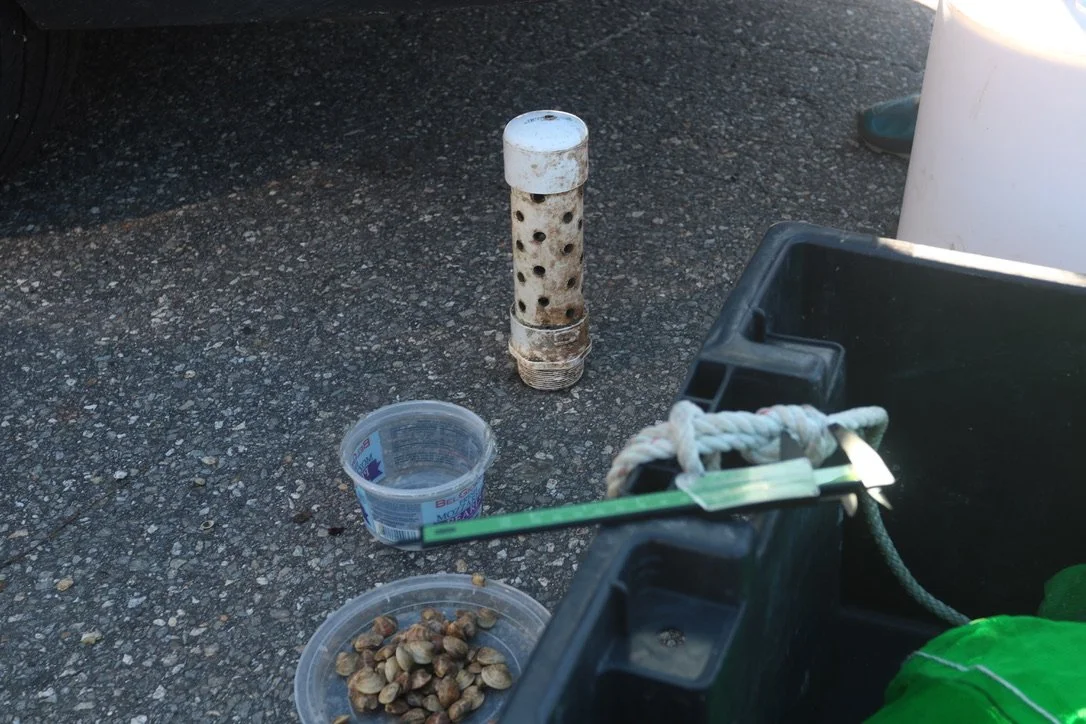 The quahog spat were grown over the winter in a New Meadows hatchery. 