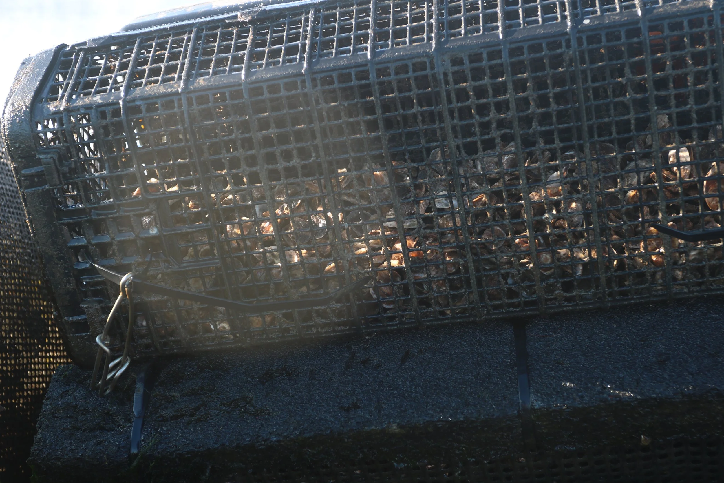 This oyster spat will overwinter another year, growing towards market size. 