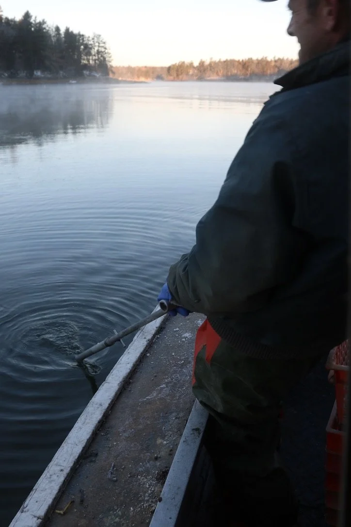 The heave and haul of raking quahogs.