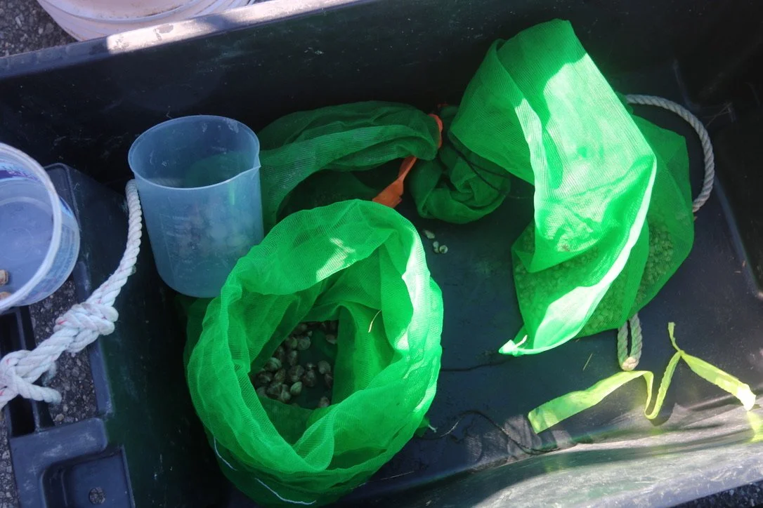 Quahogs are a hard shell clam and are more resilient than soft shell clams against green crab and other benthic predators. 