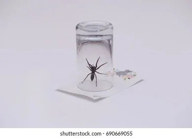 When Strength Learns Gentleness