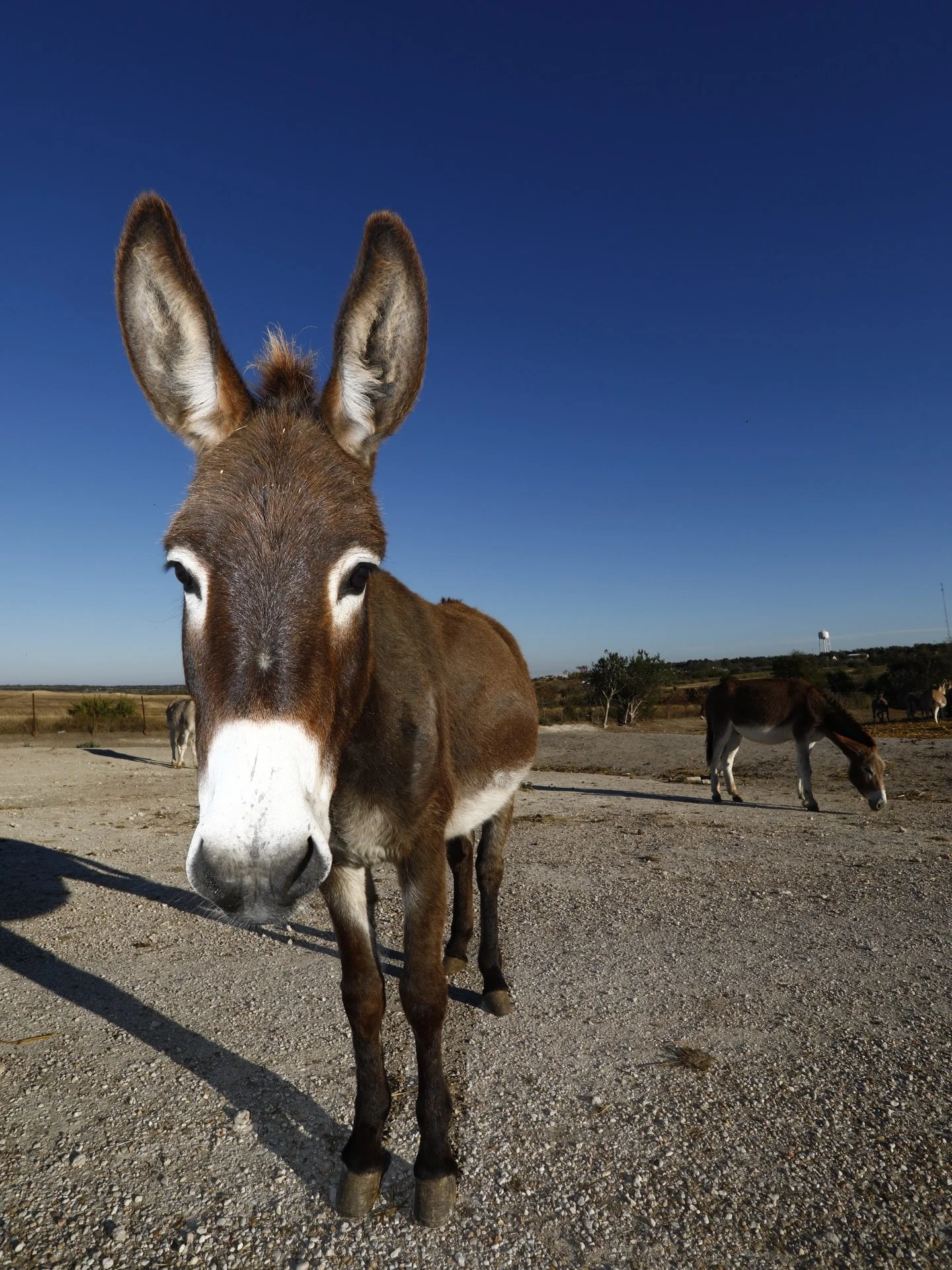 WE&rsquo;RE COLD! 🥶 With icy conditions predicted this weekend and the road out to our farm becoming impassable during a winter storm, we will be stocking up on donkey provisions. You can help keep our Donkeys, Horses, Piggies, Cats, Dogs, and Ponie
