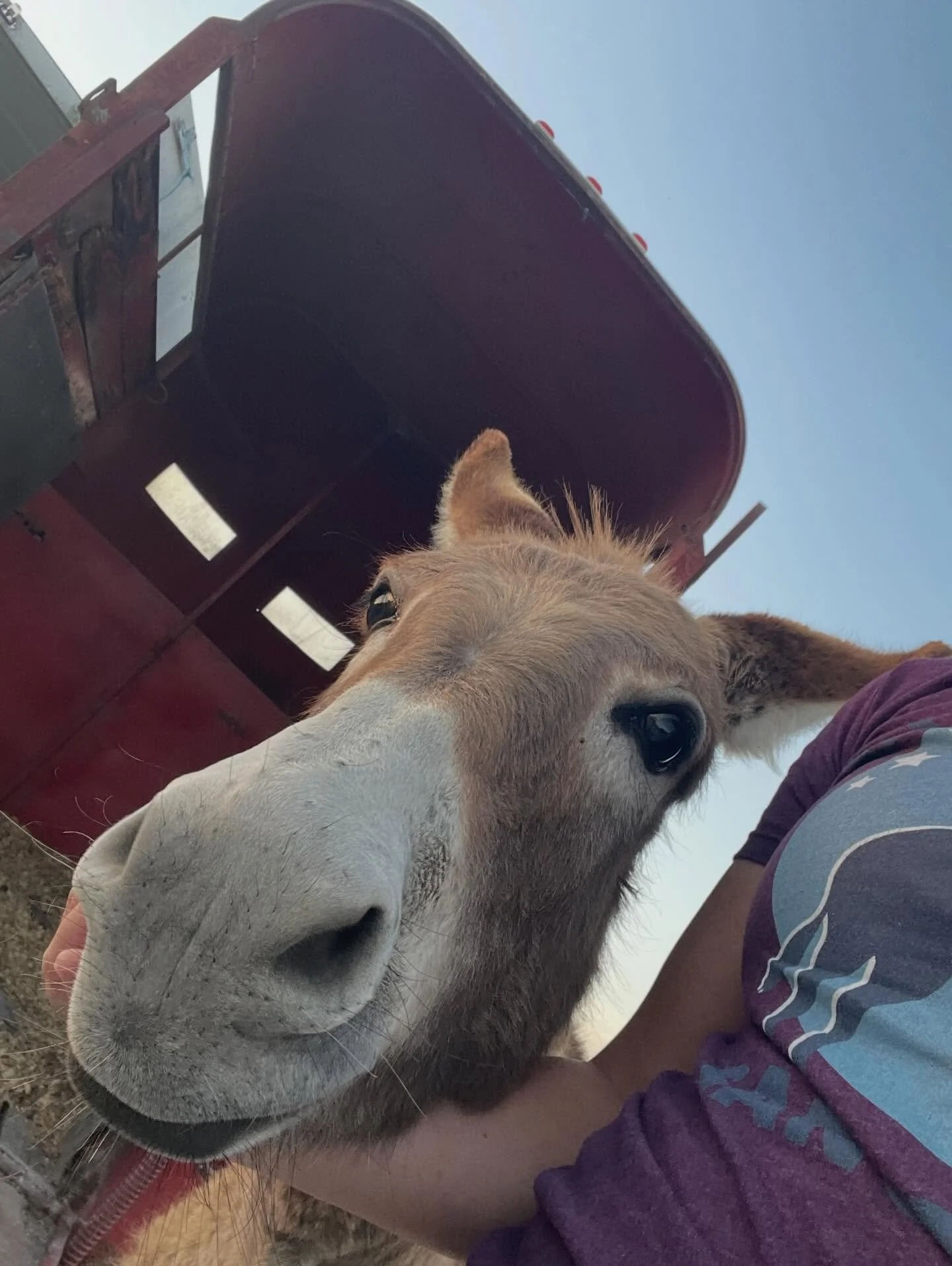 Evolution of a Donkey Selfie, ft. Diamond 💎🫏 Hi, friends! Now that we have awesome volunteers posting fab content on the socialz, I don&rsquo;t talk to y&rsquo;all as much. Just wanted to pop in and let you know that we are up to our usual shenanig