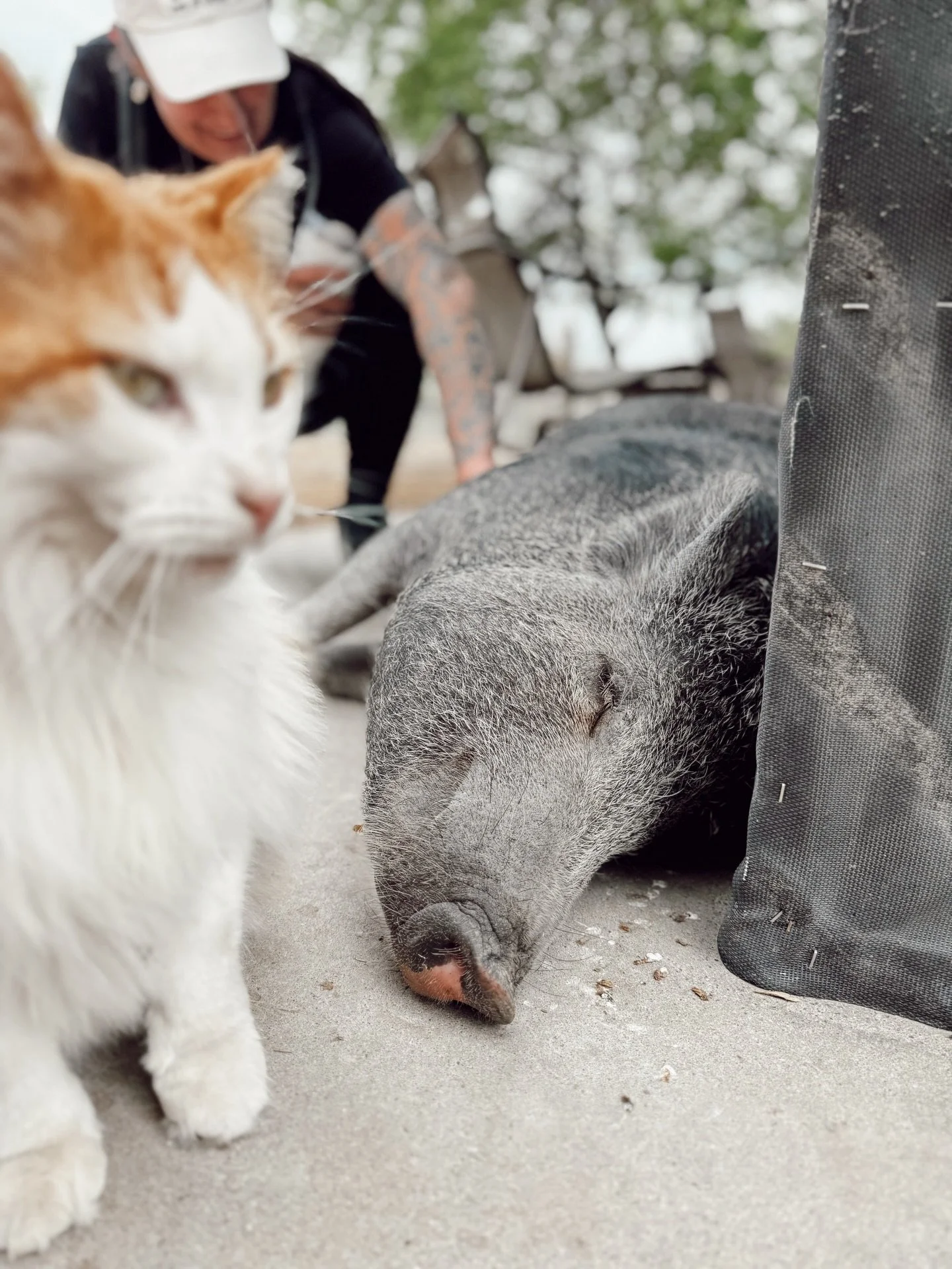 I can tell that we are going to be friends 🐷
