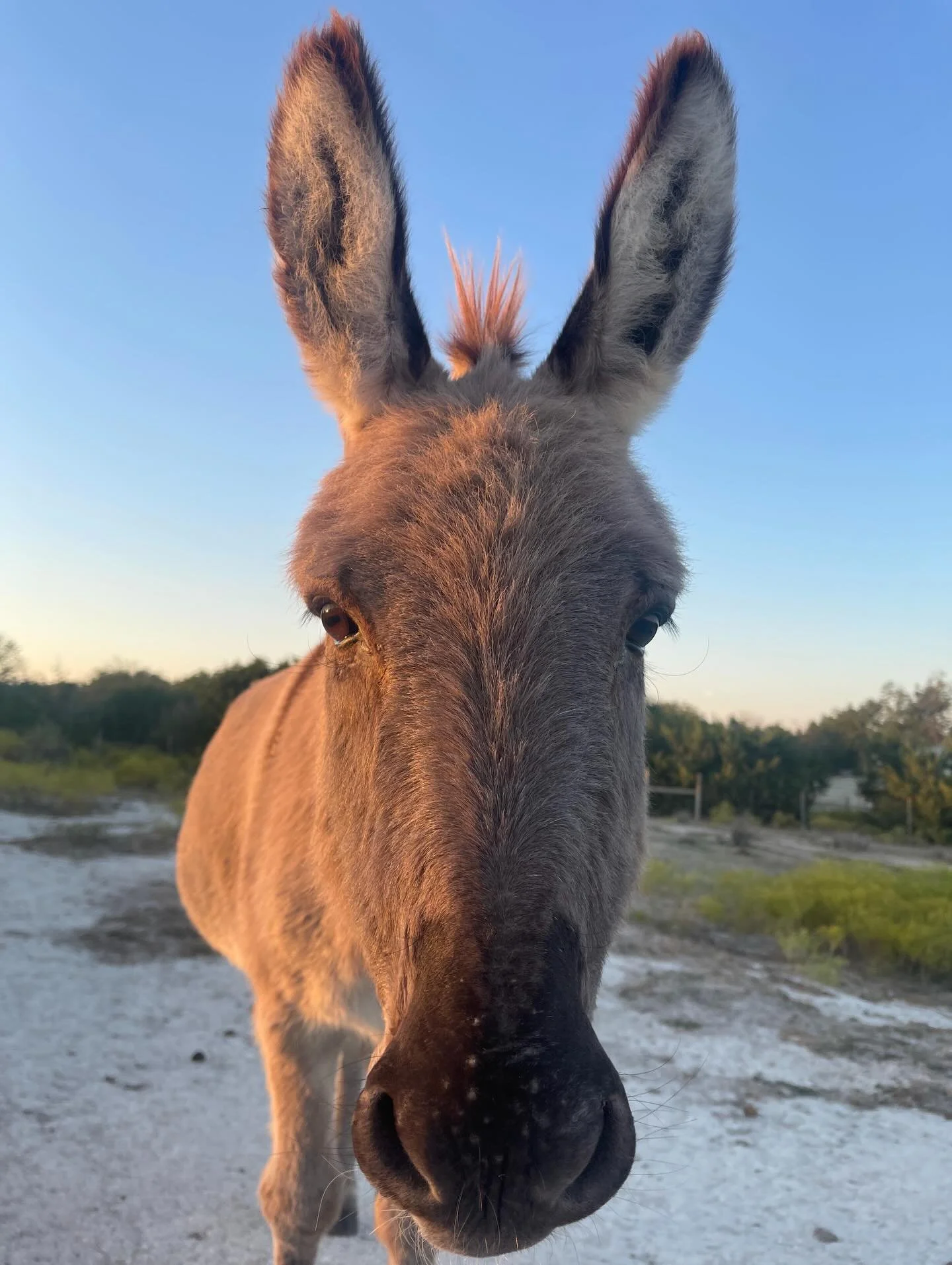 Happy World Donkey Day to all who celebrate! These extraordinary animals deserve celebration EVERY day, for their incredible intelligence, resilience, strength, humor, and deep souls. Our world has literally been built on the backs of donkeys, and th