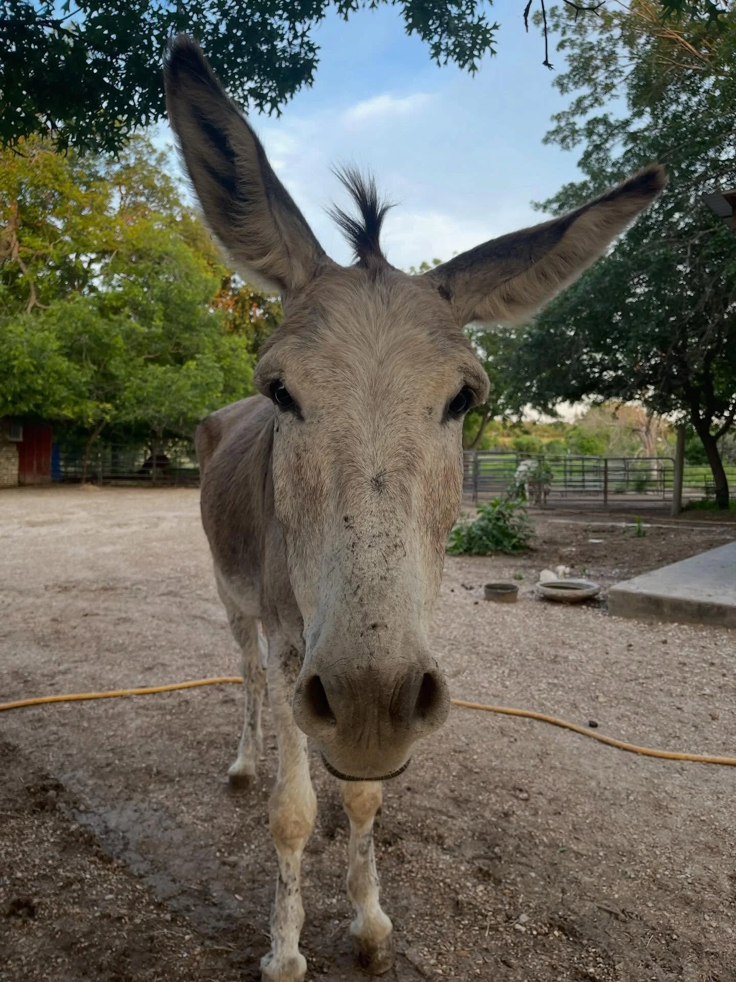 It&rsquo;s Donkey Wellness Day at Blue Moon! We are spending Friday with our vet and farrier, doing health checks, vaccinations, hoof trims under sedation (for our tough cases), and even a few castrations! Bodhi, pictured here, is going to get a trou