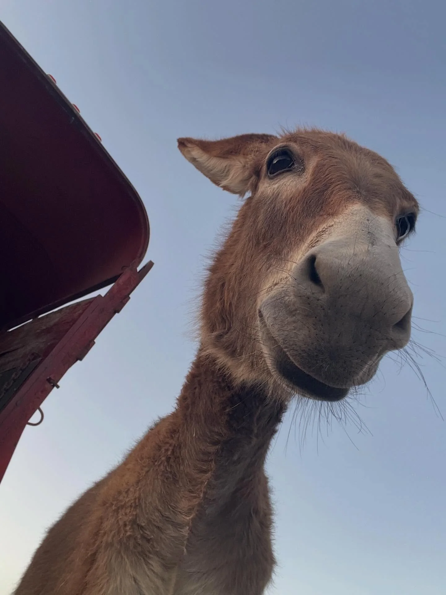 It&rsquo;s FriYay!, which means another $5 Friday fundraiser to benefit the animals here at Blue Moon. We are so grateful to those who sent donations last Friday to help with our vet and farrier bills for Donkey Wellness Day. 🩵 We still have a bit l
