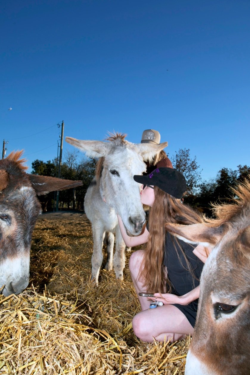 A girl kissing a white donkey on a farm with two other donkeys nearby during the daytime.