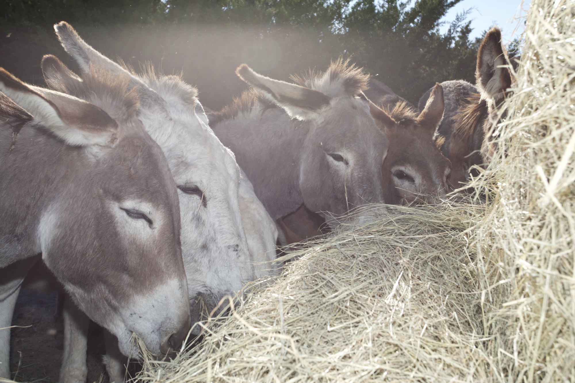 $50 feeds the donkeys a happy meal (one bale of hay)