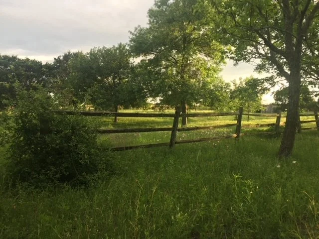 A grassy field with a wooden fence, trees, and a cloudy sky in the background, illuminated by soft sunlight.