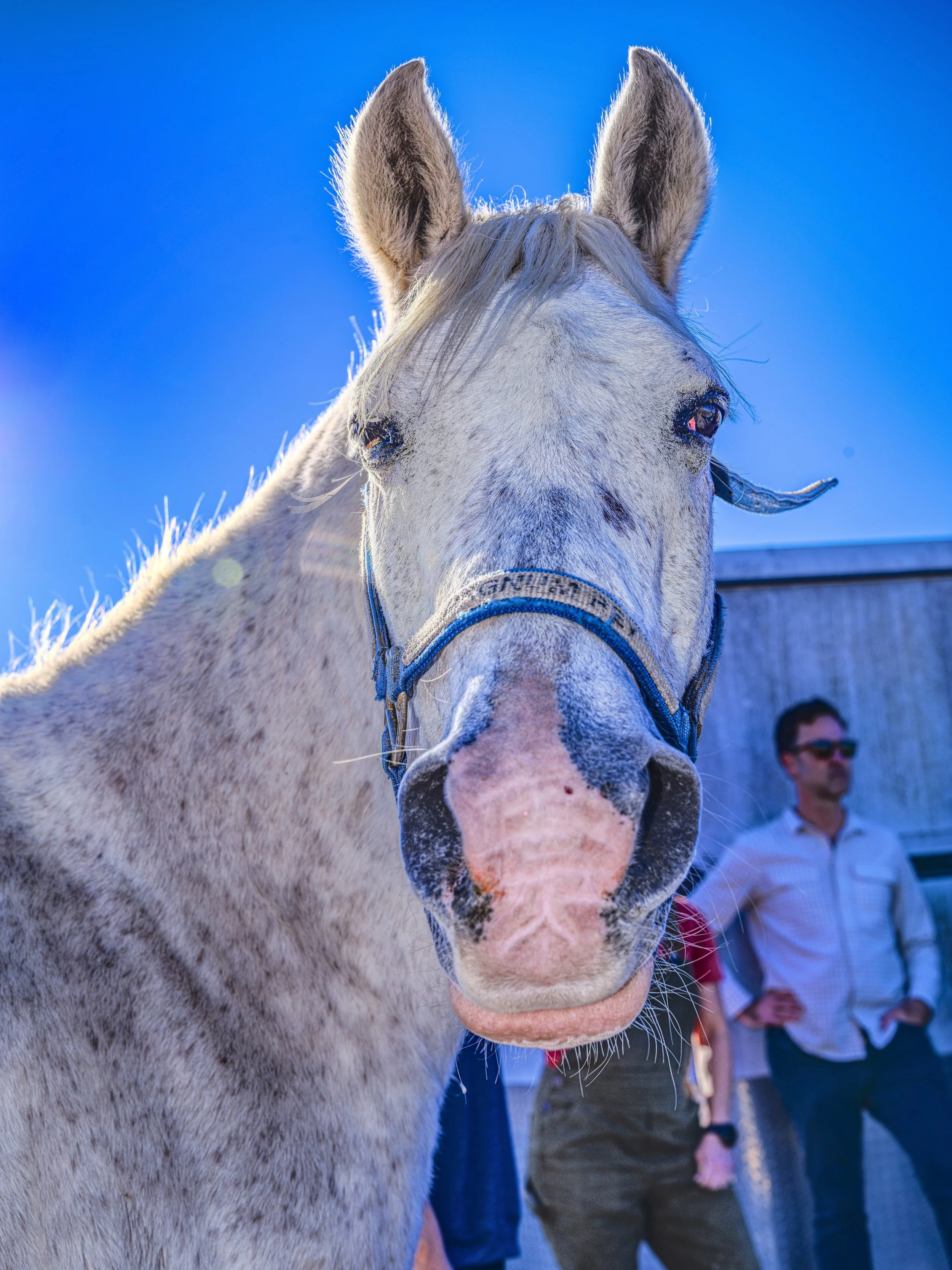 $65 gives an equine a "pedicure"
