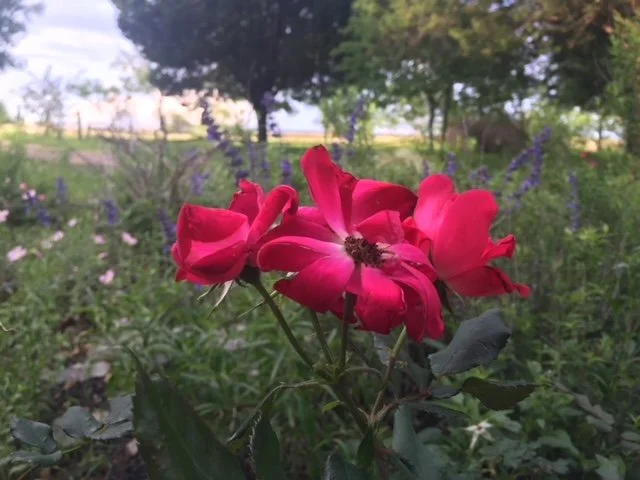 A pink rose in a garden with trees and other plants in the background.